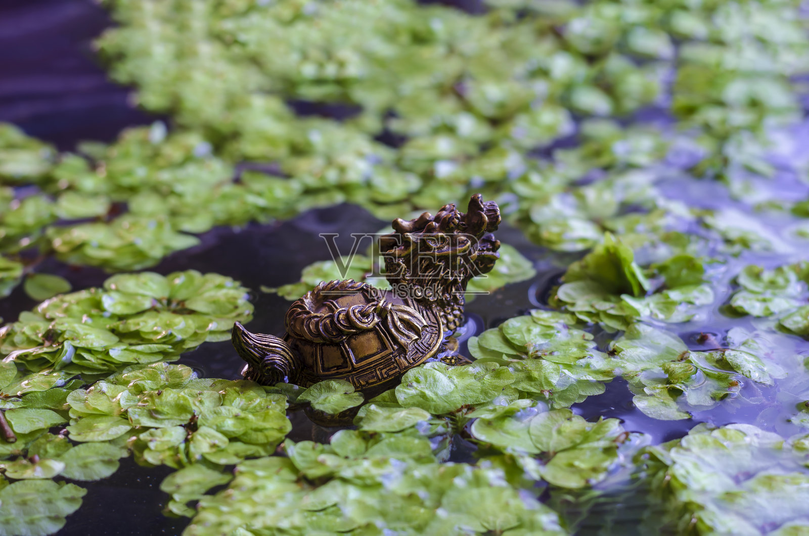 龙的形象在一个绿色的树叶池塘。照片摄影图片