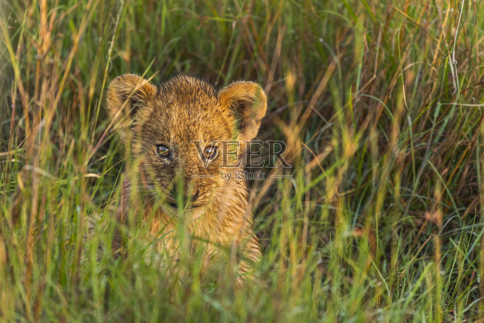 小狮子坐在草地上盯着镜头照片摄影图片