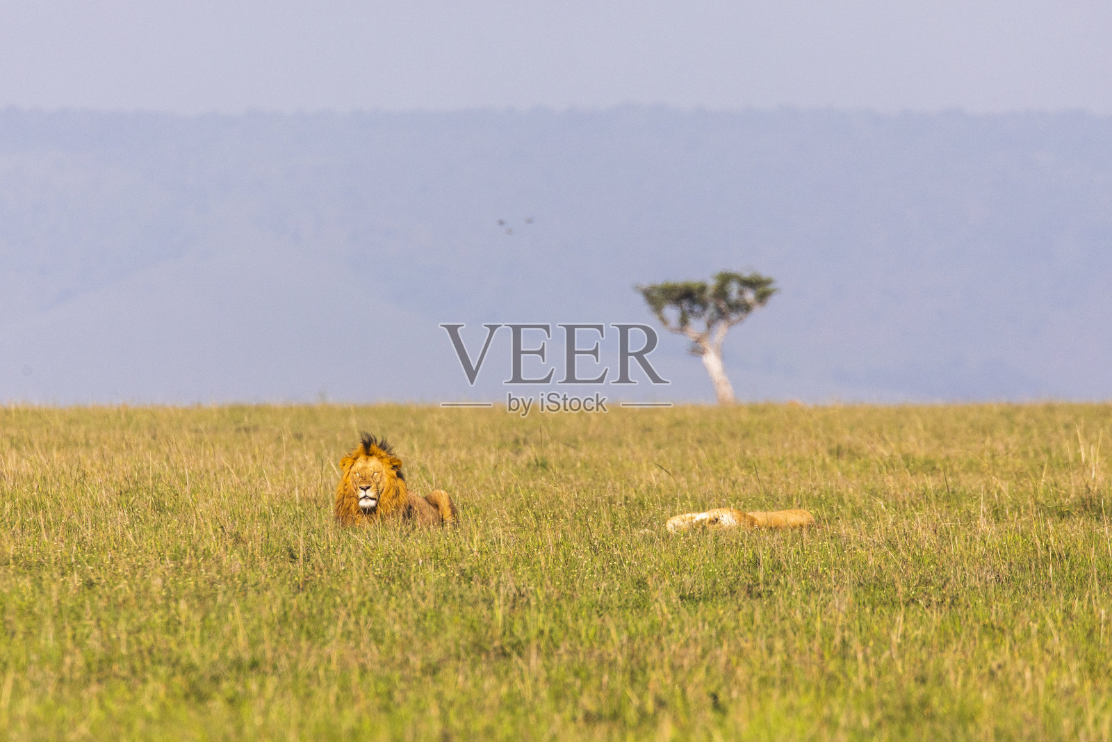 雄狮坐在草地上,而母狮在睡觉。照片摄影图片