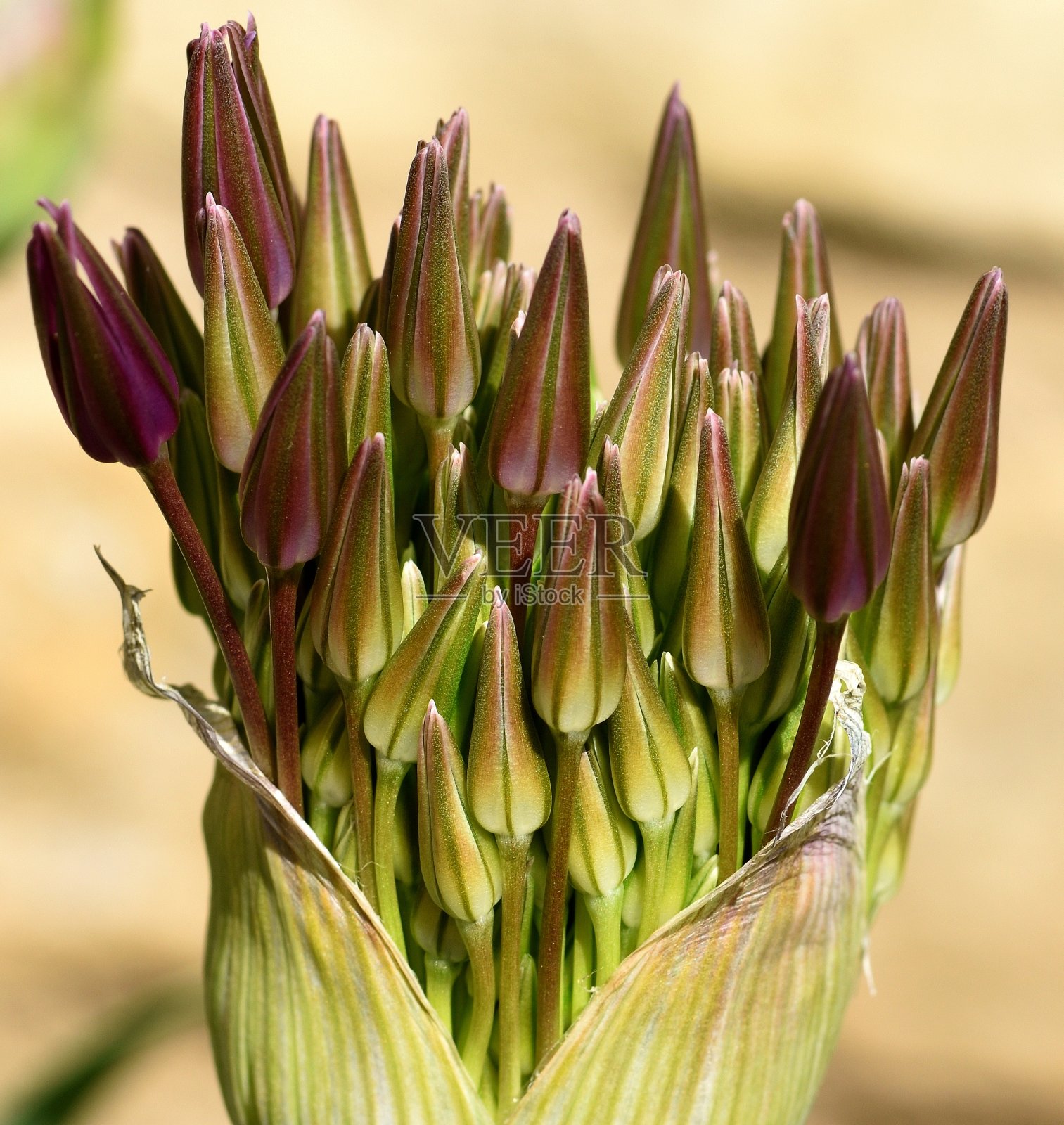 大蒜就要开花了。照片摄影图片