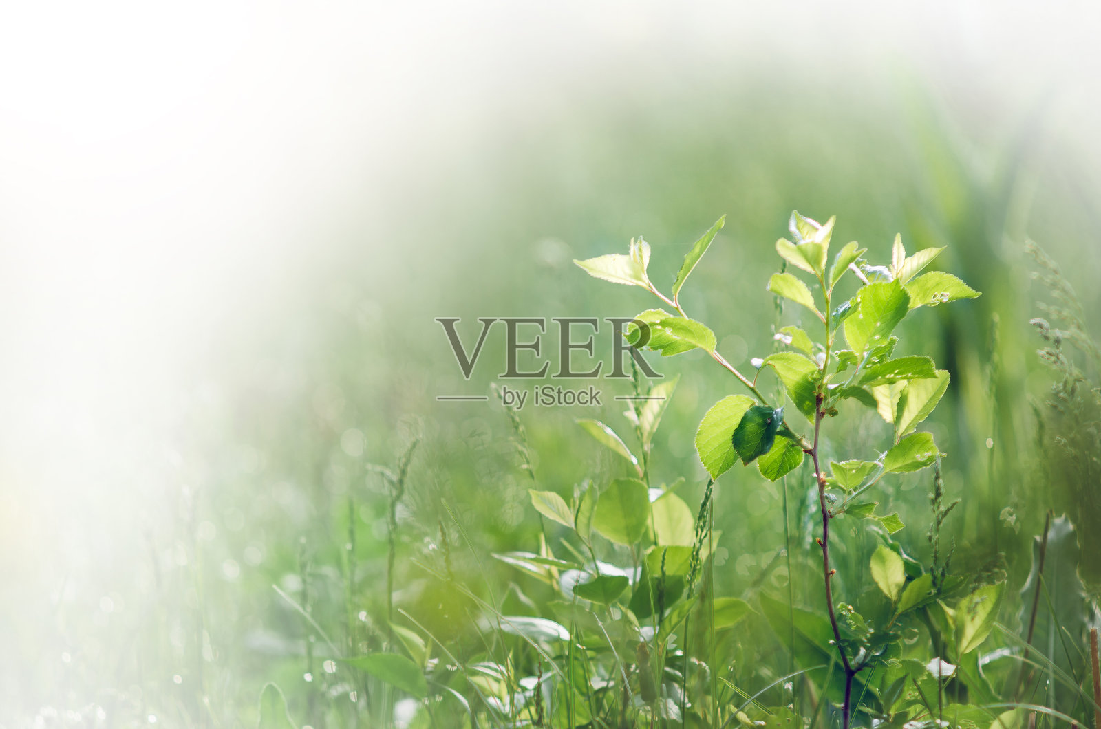 夏日碧绿的草地。美丽的自然背景与copyspace。照片摄影图片