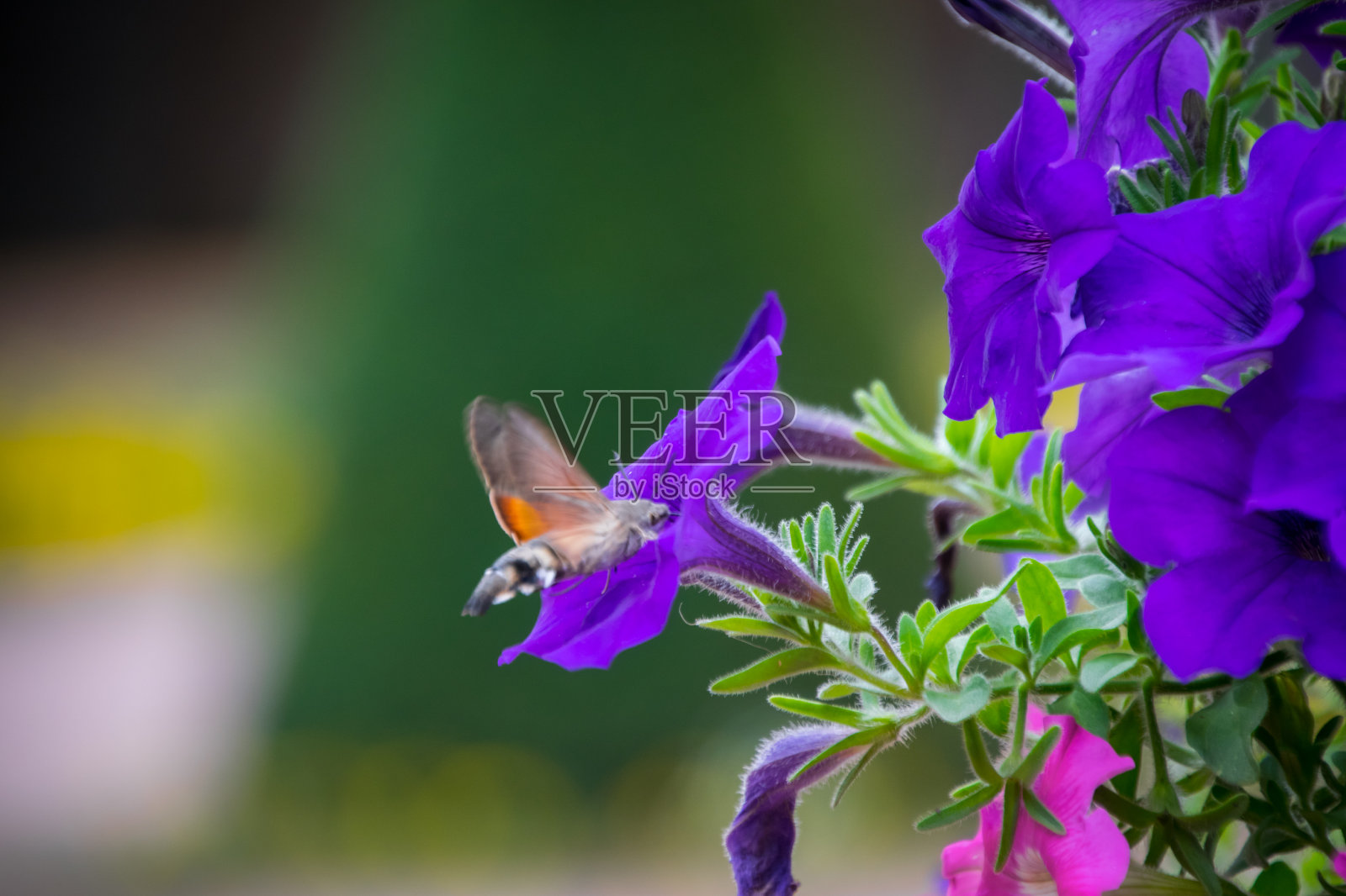 会飞的蜜蜂照片摄影图片
