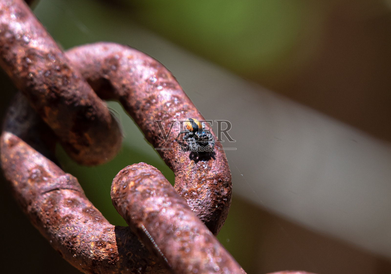 铁链上的跳蛛照片摄影图片