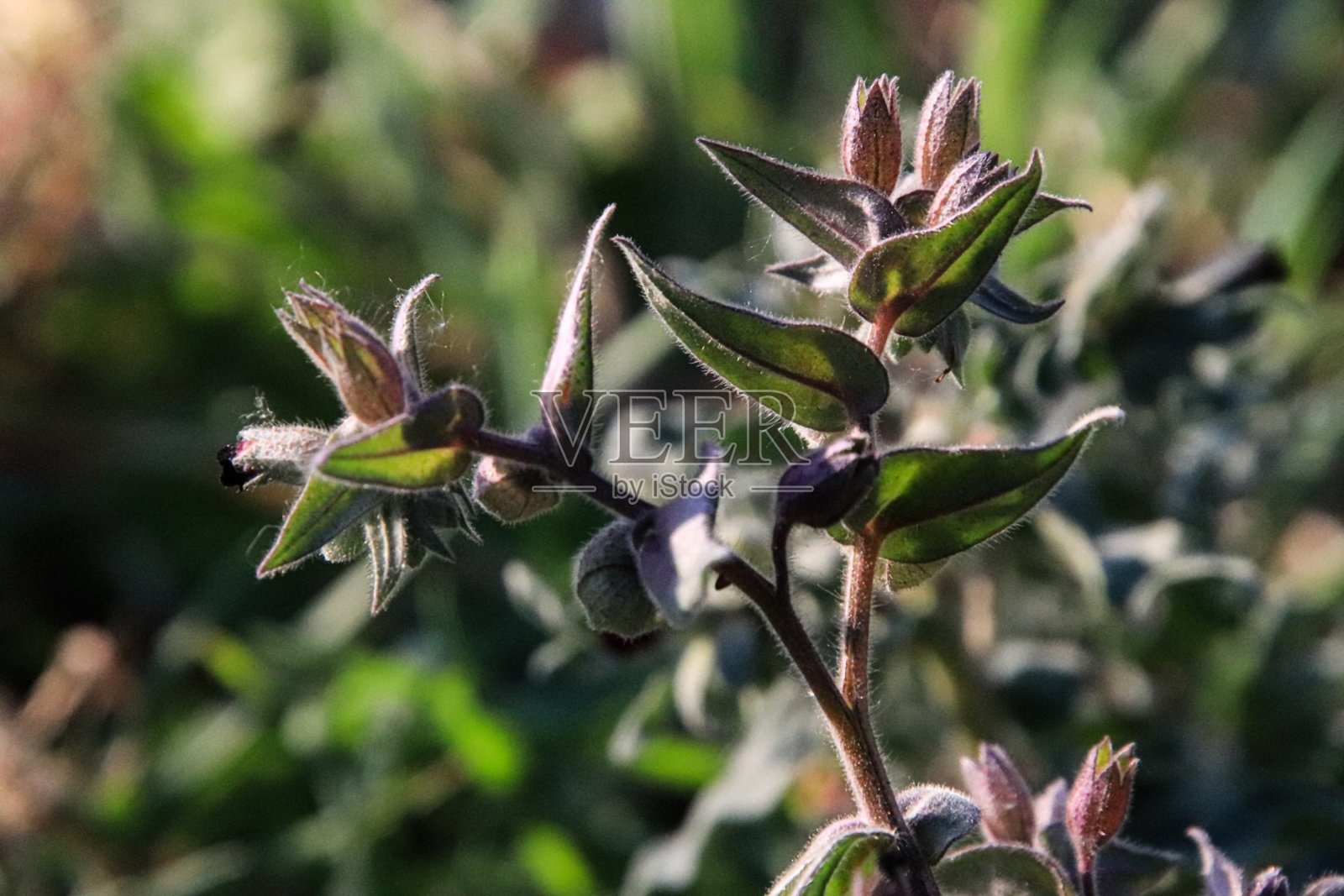 花园里盛开着美丽的紫色花朵照片摄影图片