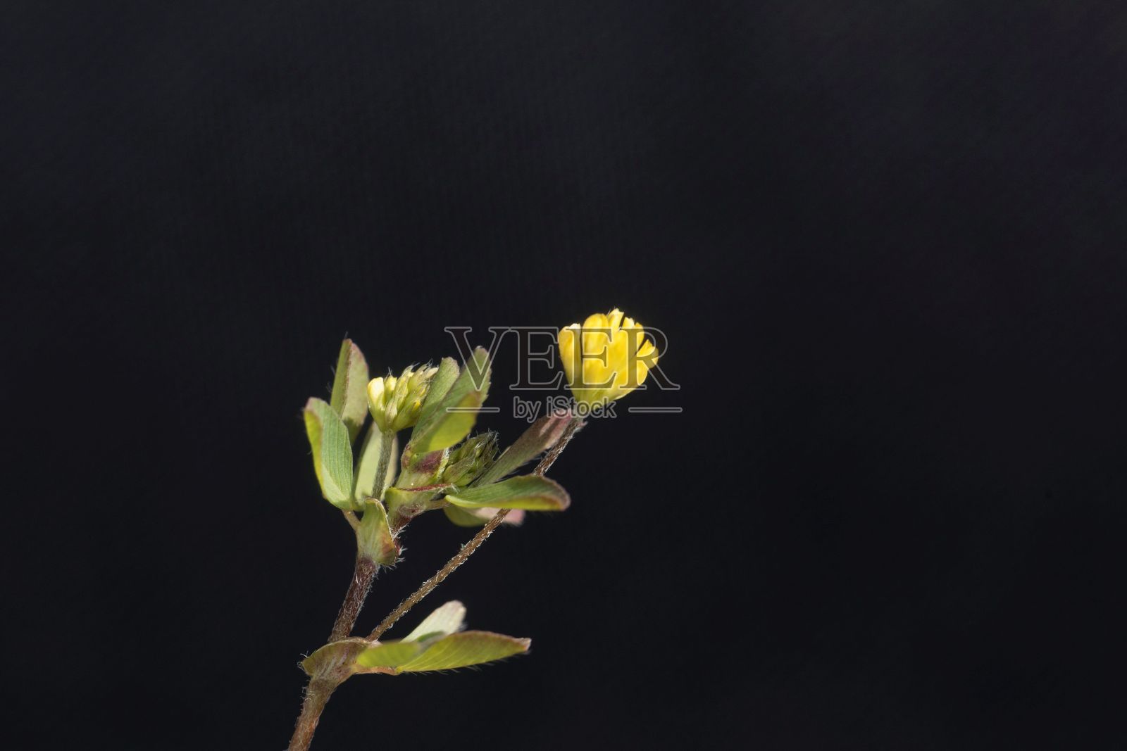 一朵小刺三叶草的花,最小的苜蓿照片摄影图片