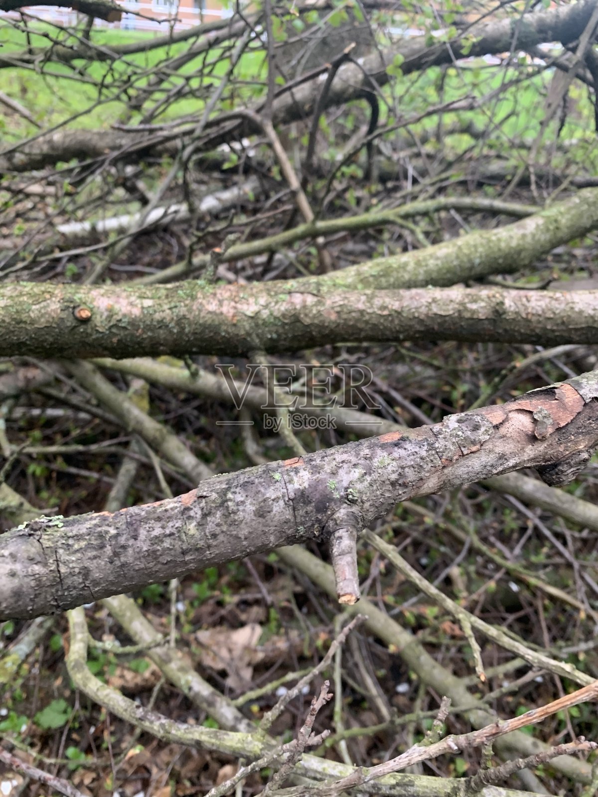 树枝从树上掉下来照片摄影图片