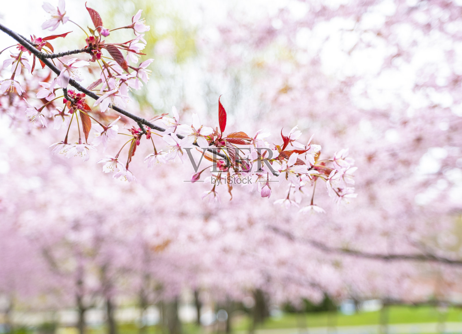 樱花。樱桃树枝特写。背景图片照片摄影图片