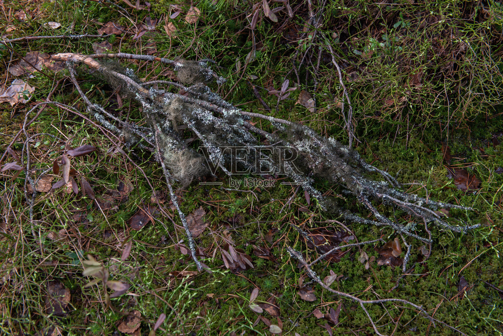神圣森林里的沼泽。照片摄影图片