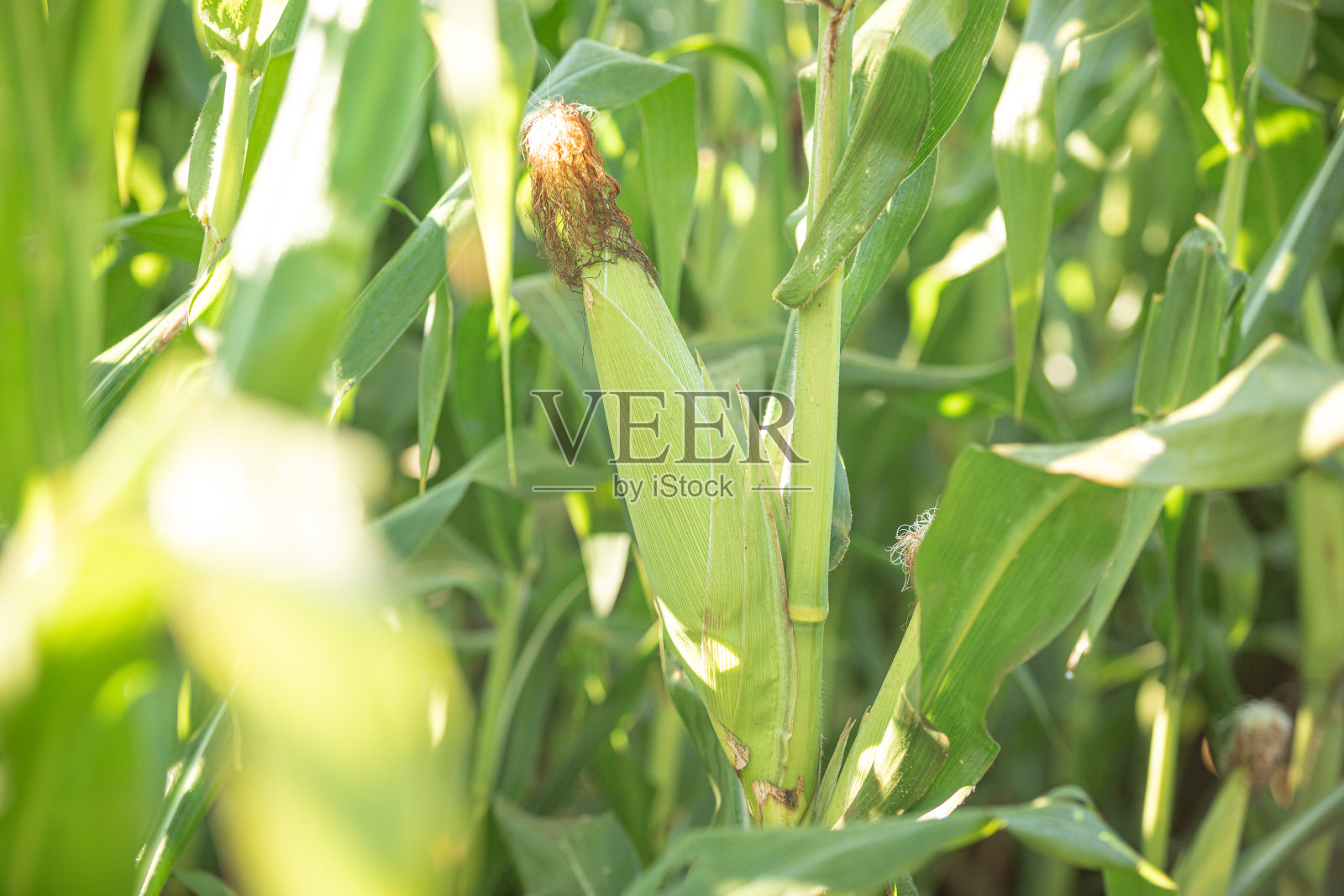 农场的玉米照片摄影图片