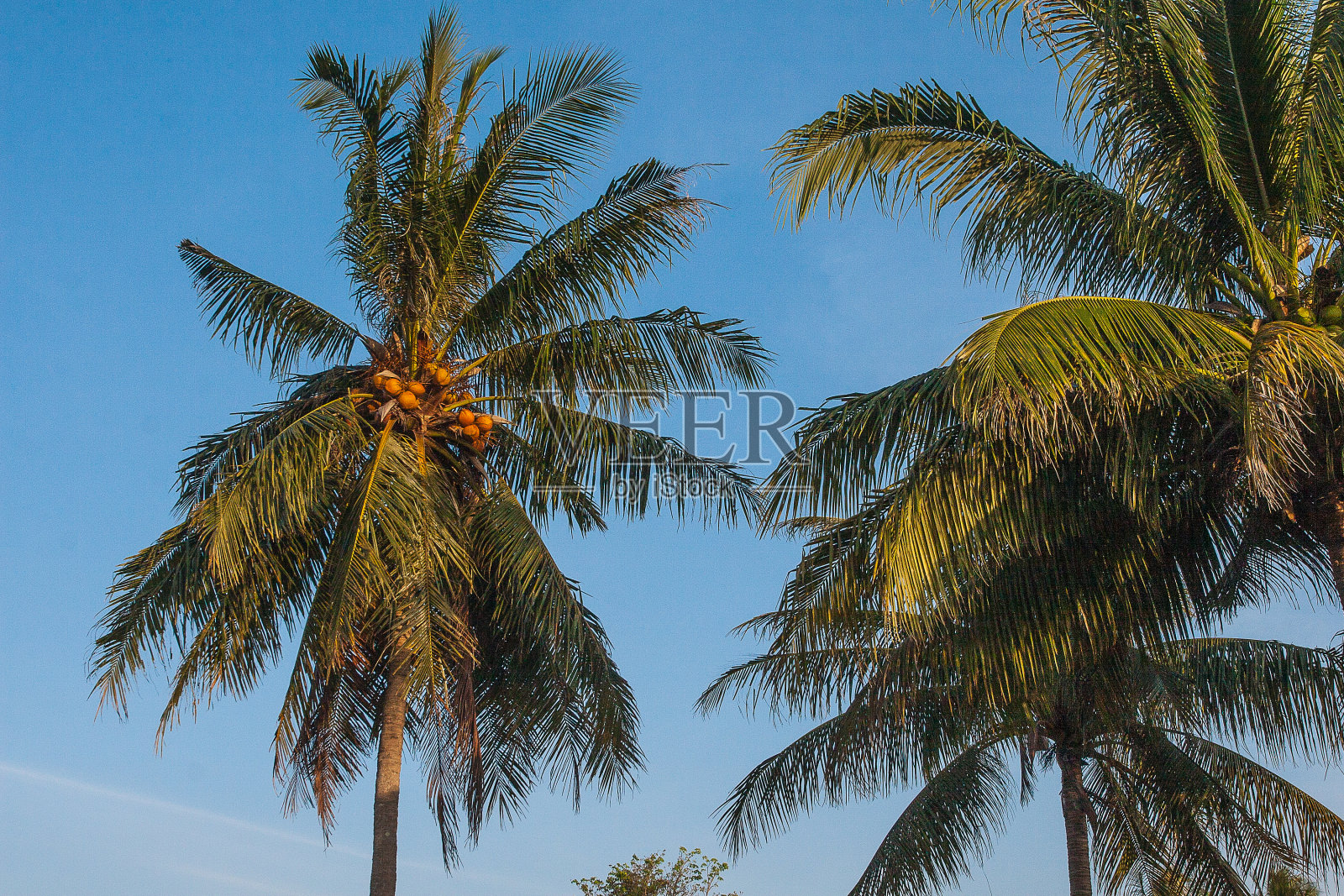 泰国普吉岛蓝天下的棕榈林。旅行。夏天。景观。照片摄影图片