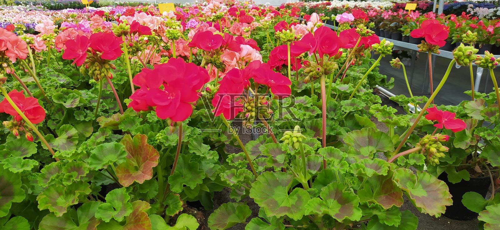 明亮的绿色、紫色和紫红色的天竺葵开花植物在温室花园里照片摄影图片