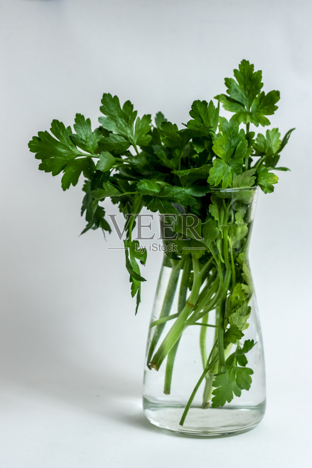 欧芹照片摄影图片