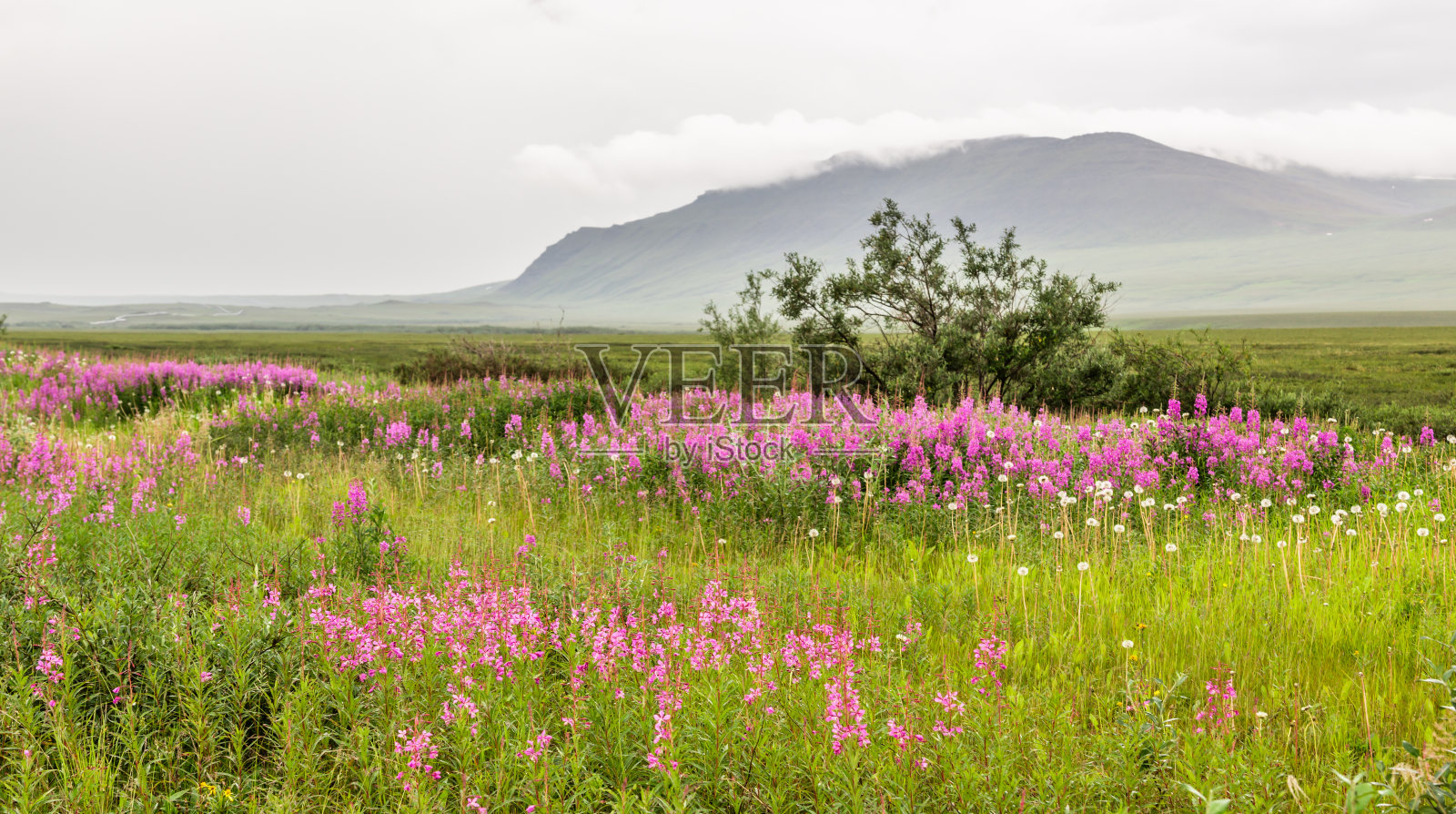 阿拉斯加布鲁克斯山脉道尔顿高速公路旁生长着杂草。照片摄影图片