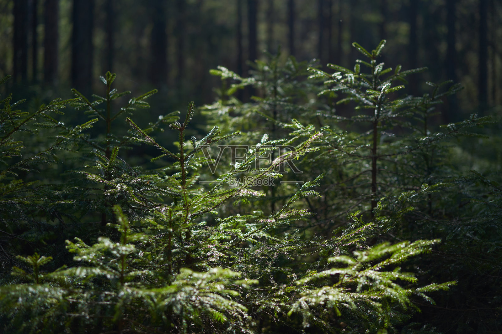 苍翠的云杉枝桠在阳光下的针叶林中。照片摄影图片
