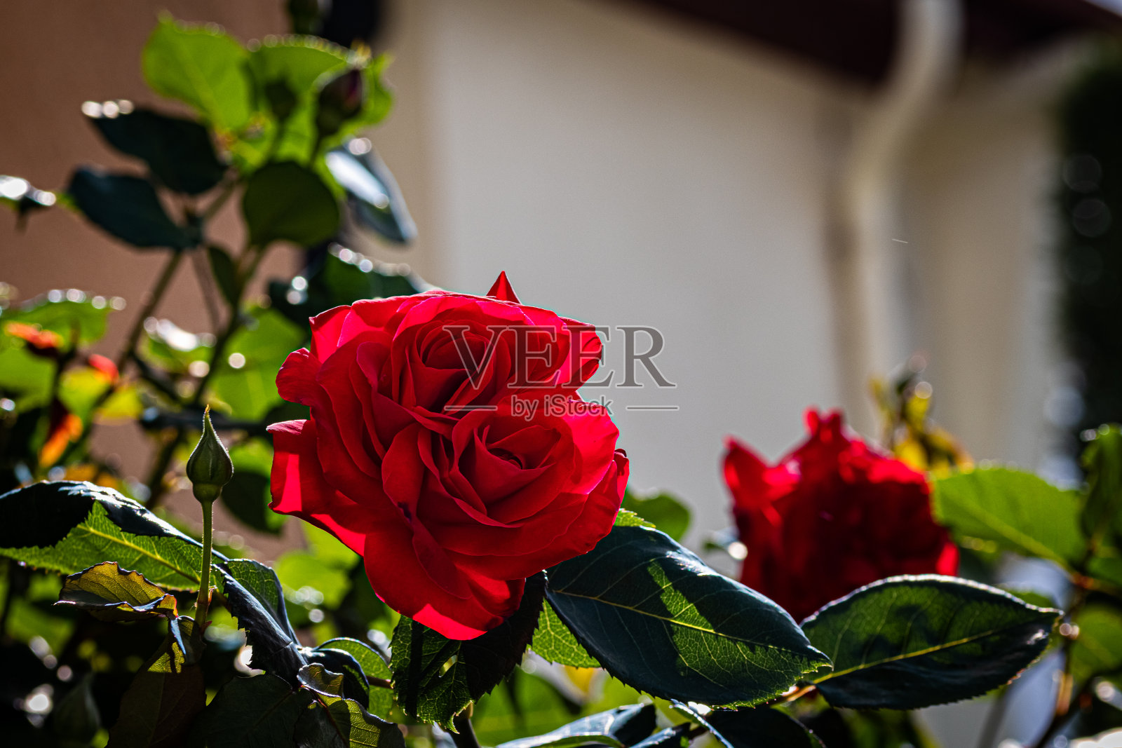 2020年4月,我的玫瑰,法国第戎(图)照片摄影图片