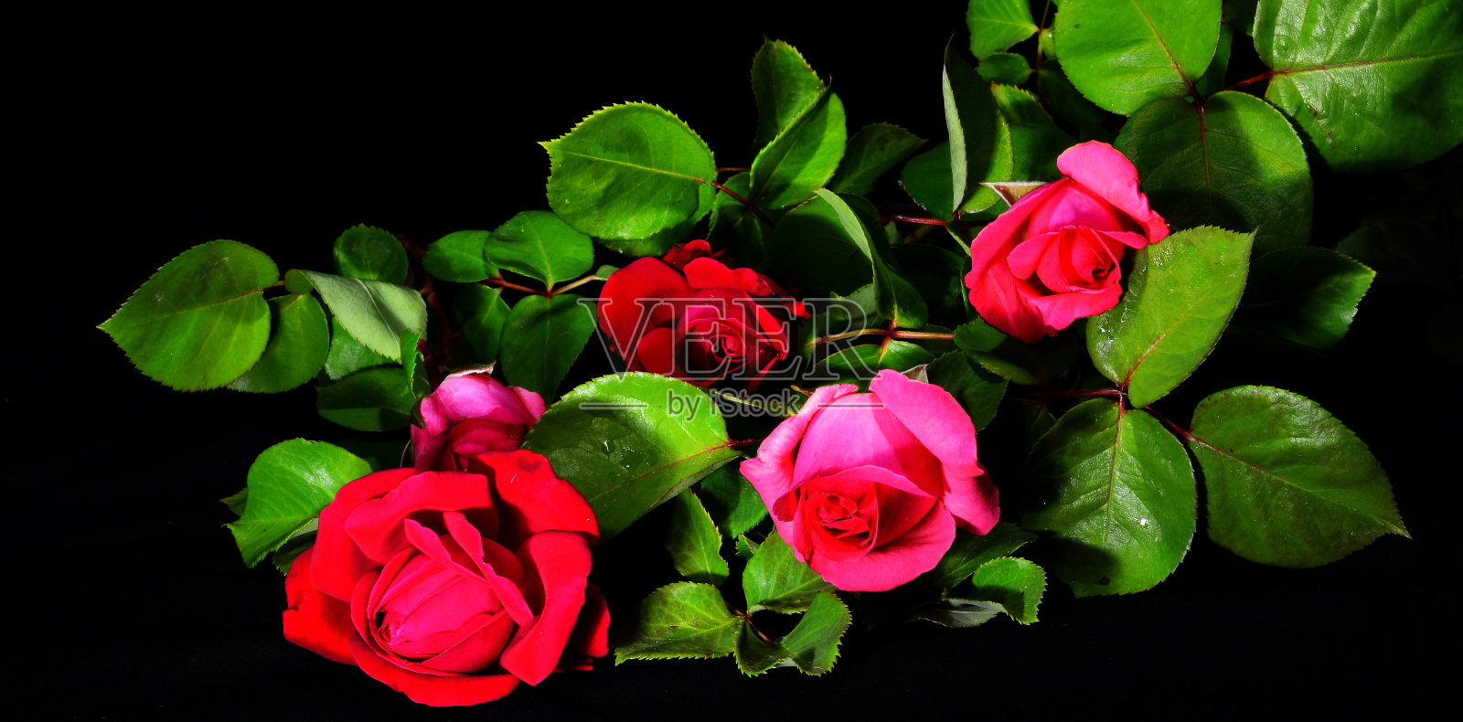 一束新鲜采摘的玫瑰照片摄影图片