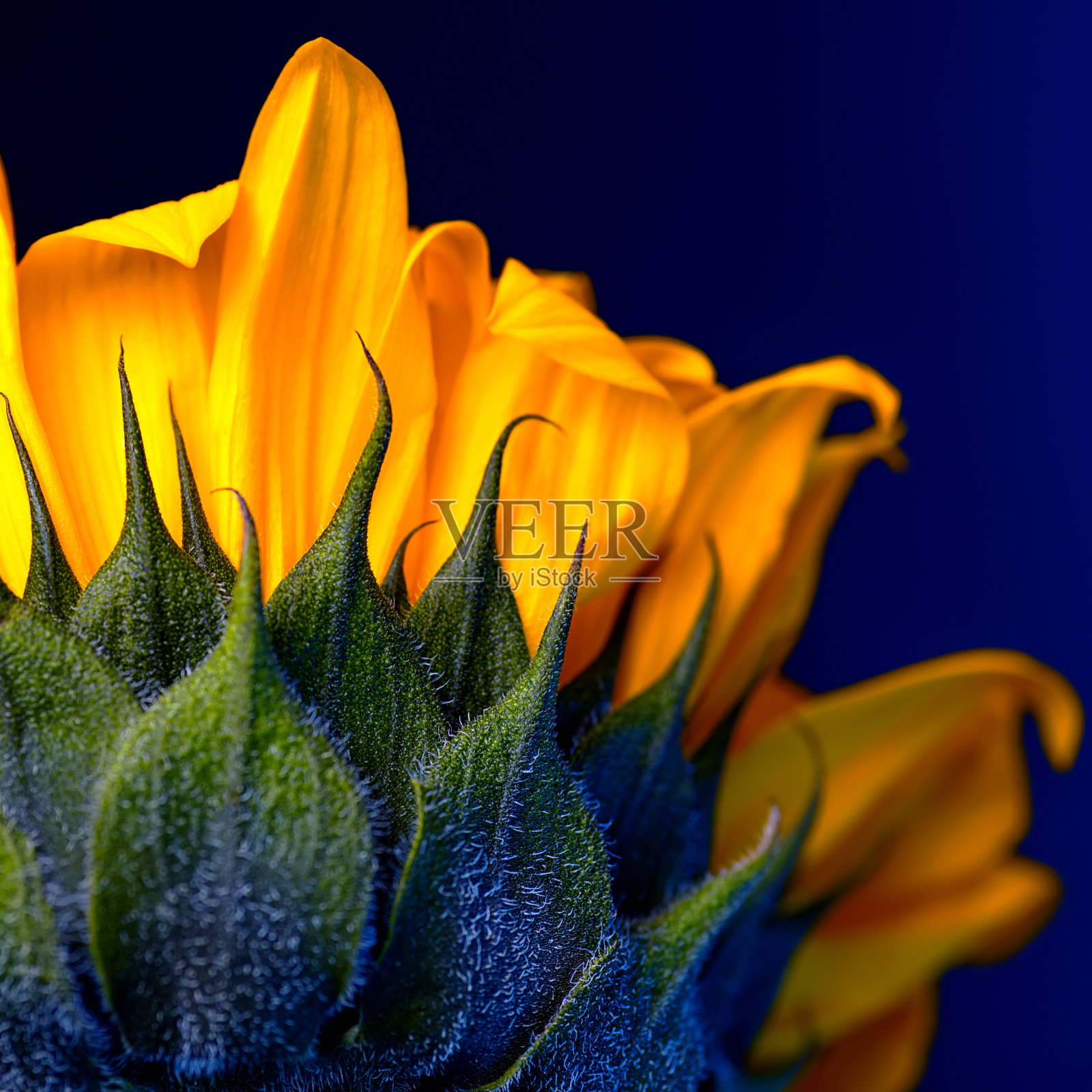 明亮的黄色向日葵。以太空和星尘为背景。本空间照片摄影图片