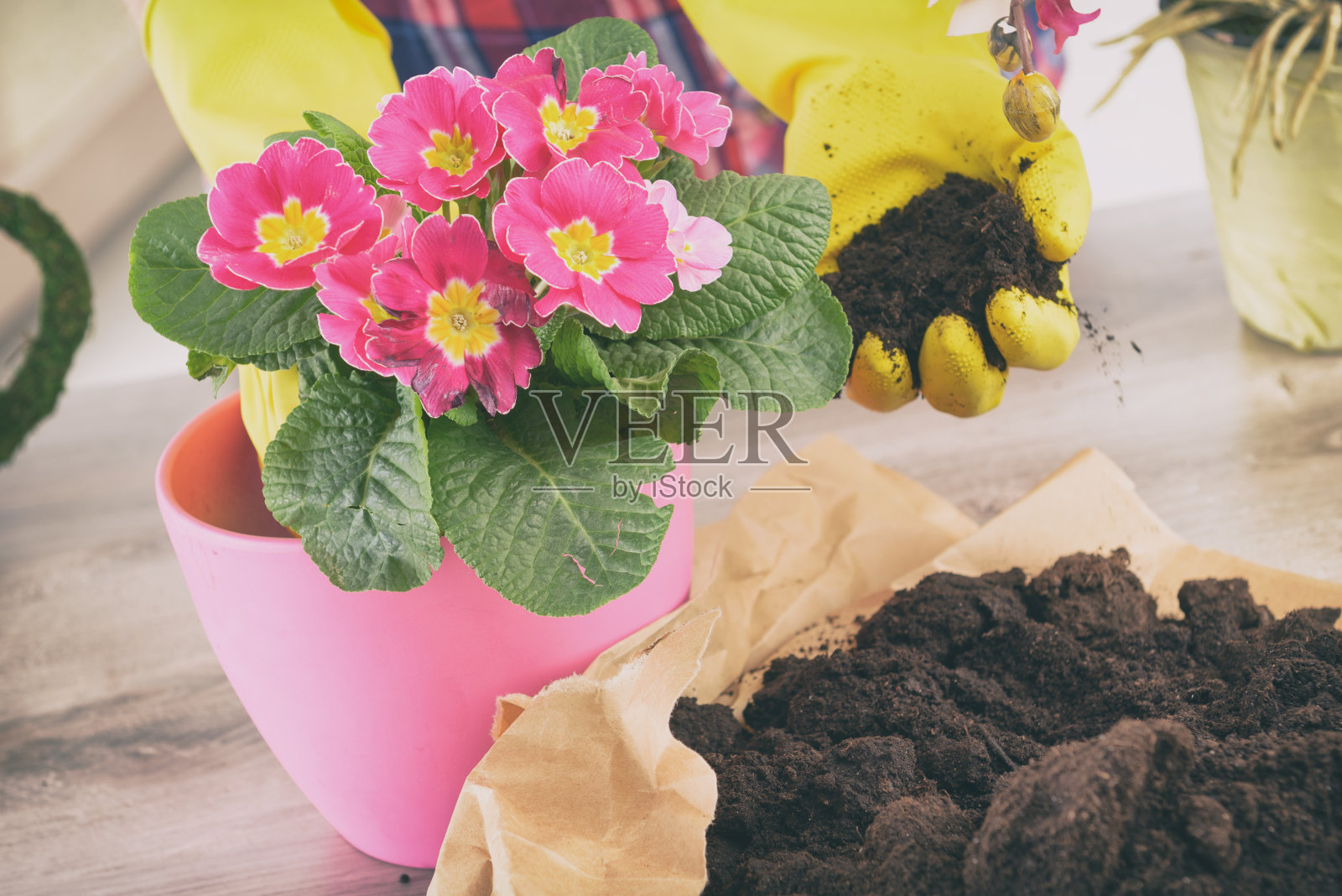 女人在新的粉红色花盆里重新种植植物照片摄影图片