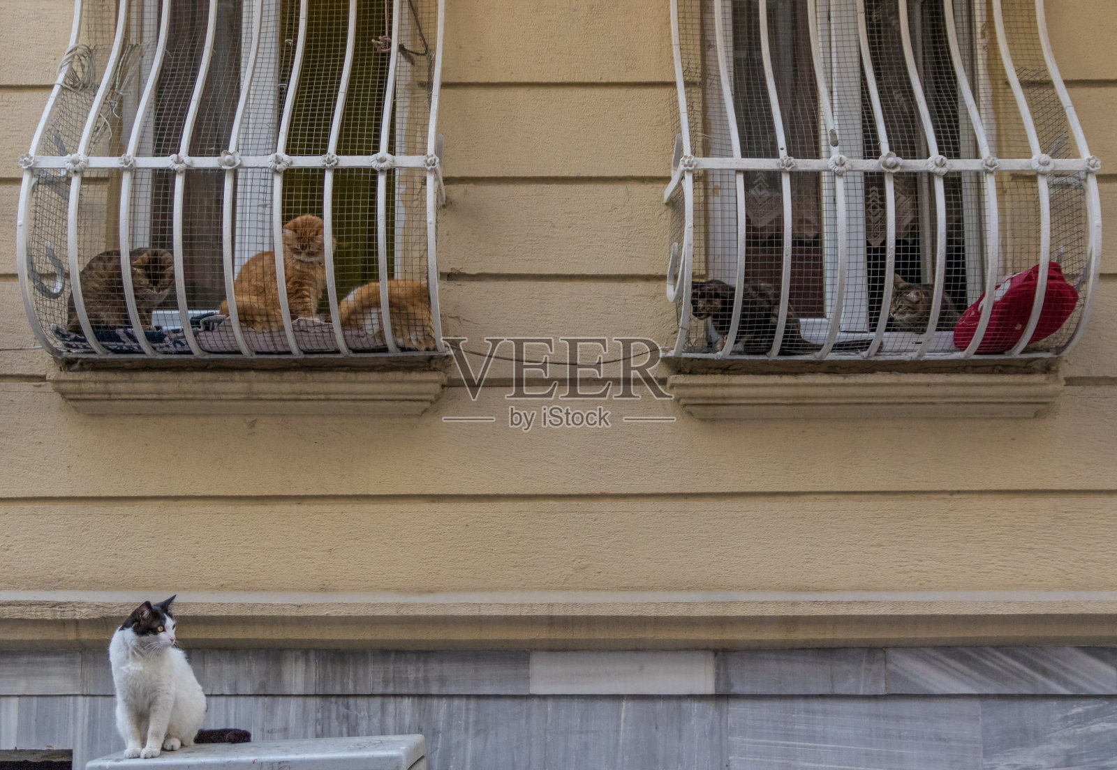 土耳其伊斯坦布尔的猫照片摄影图片