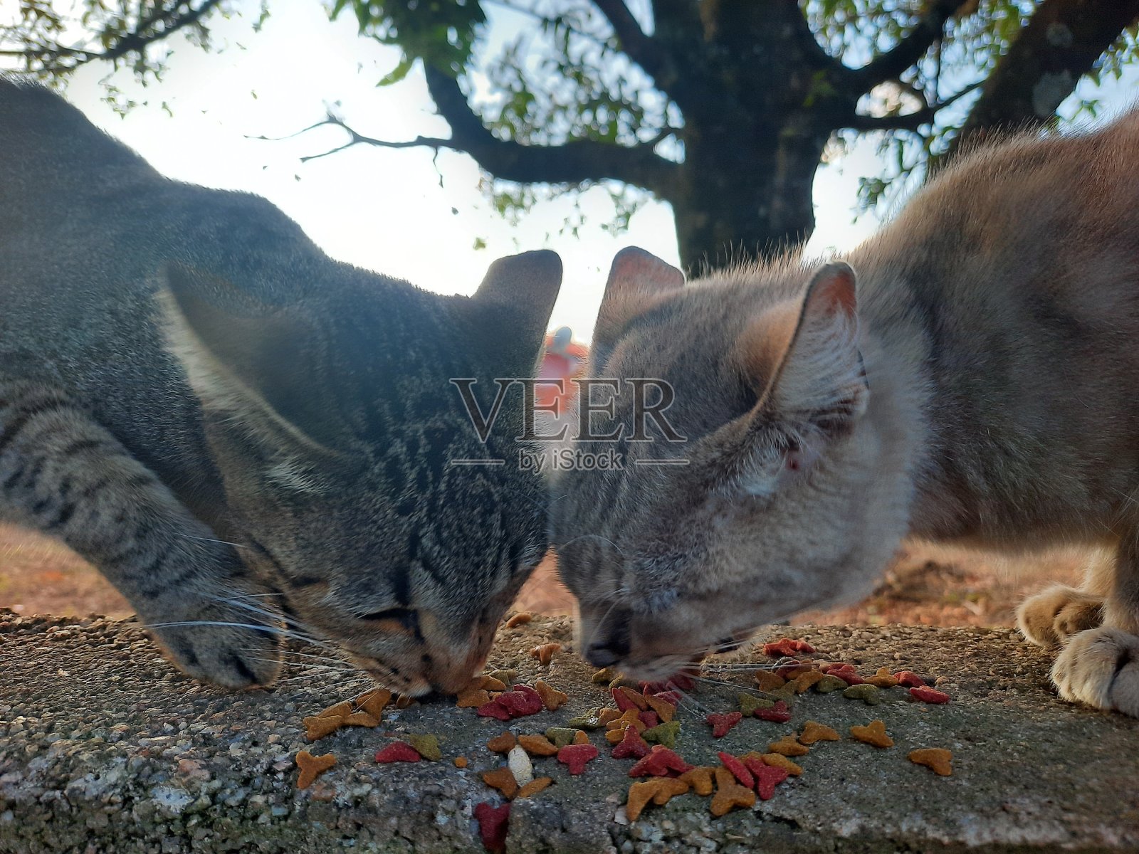 猫午餐时间照片摄影图片