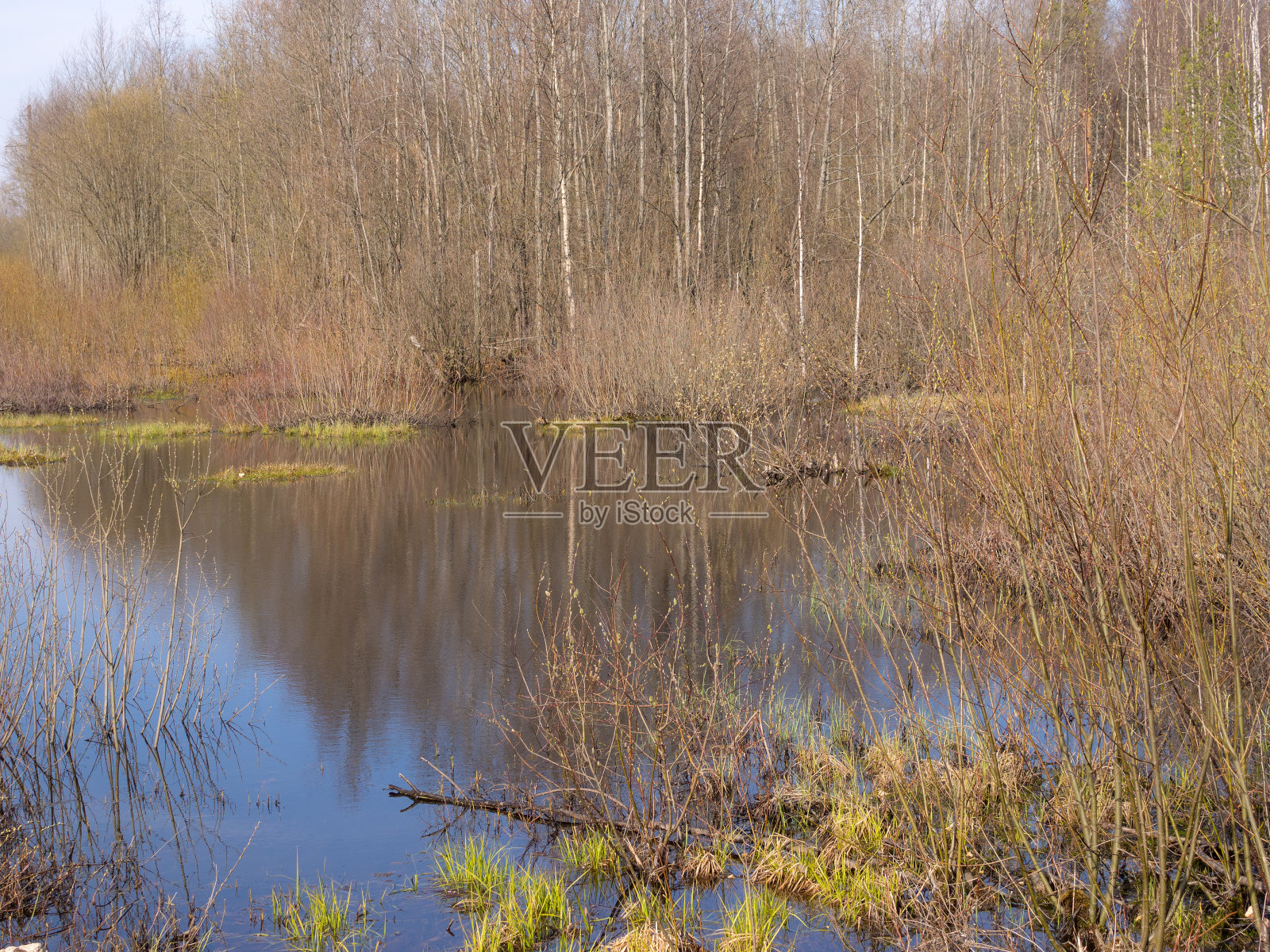 森林中的潮湿景观照片摄影图片