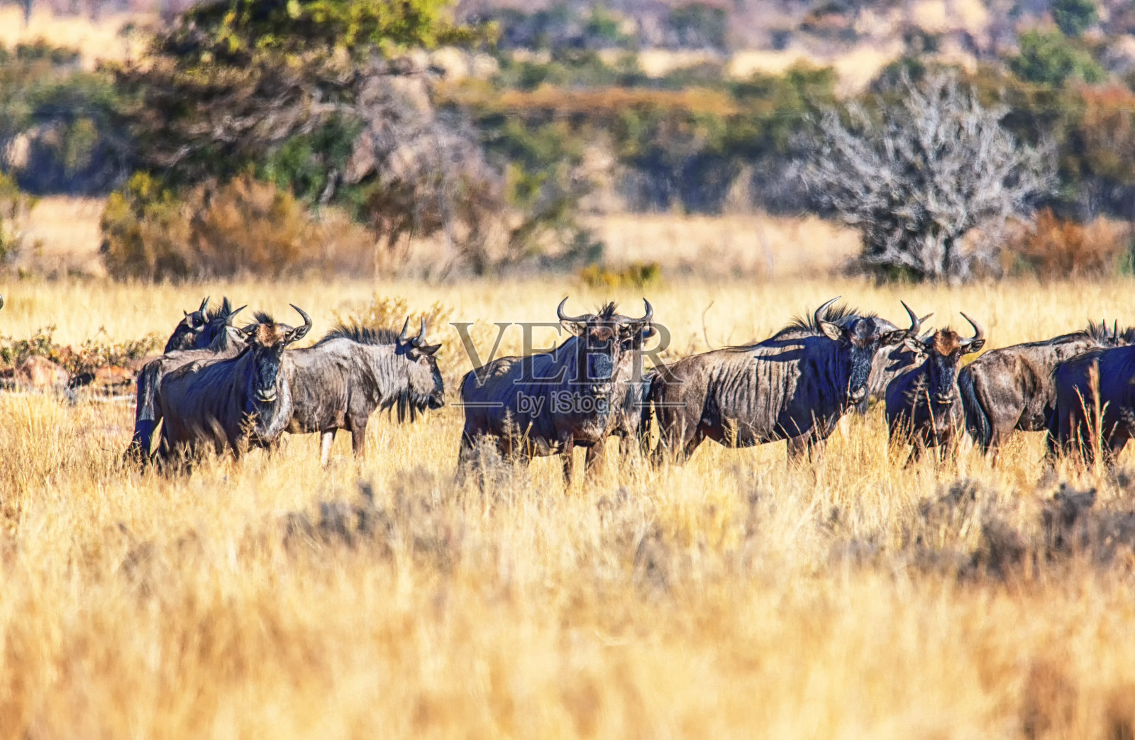 一大群角马(Gnu, Connochaetes)照片摄影图片