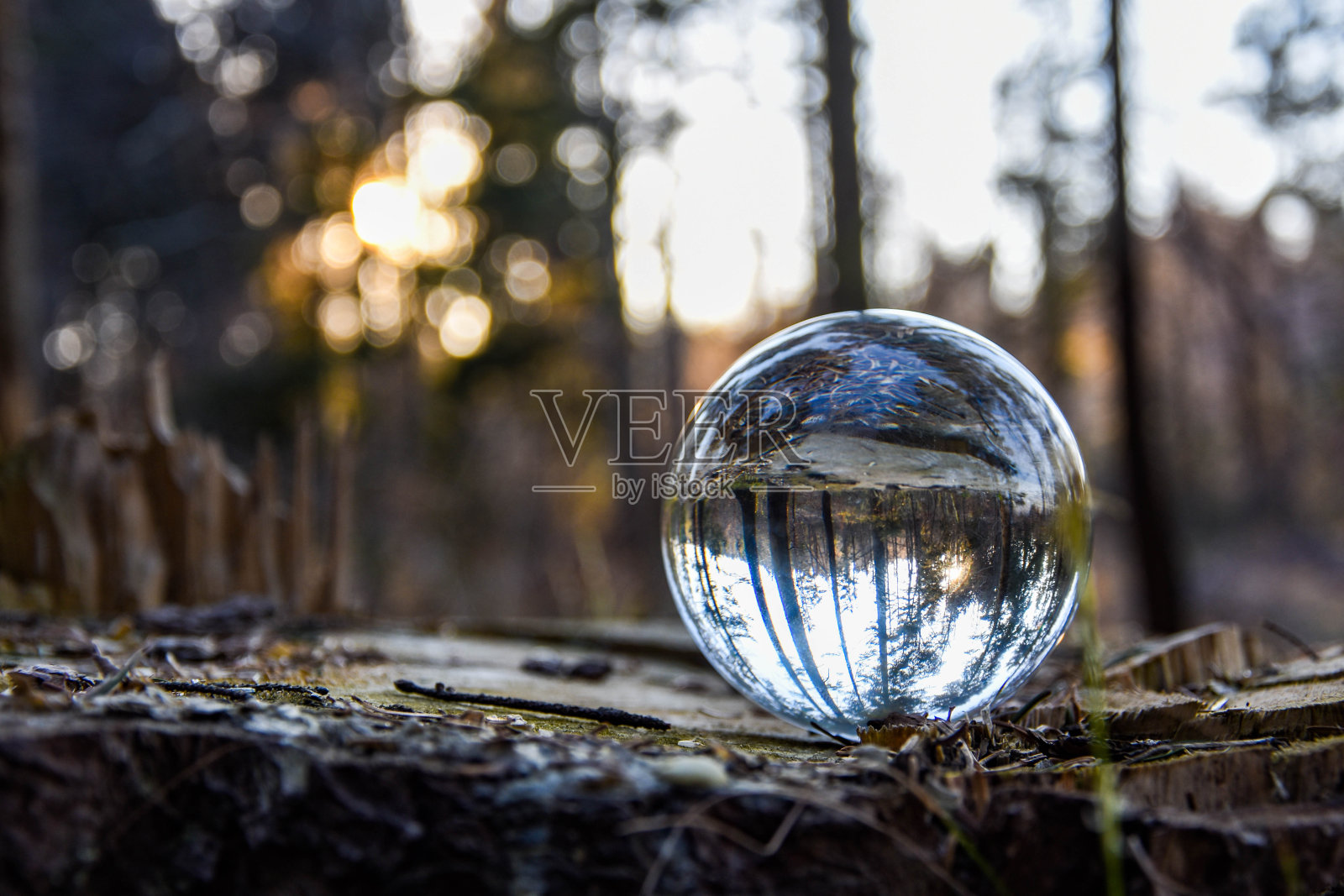 透过Lensball可以看到树林,那是在一根干木头上照片摄影图片