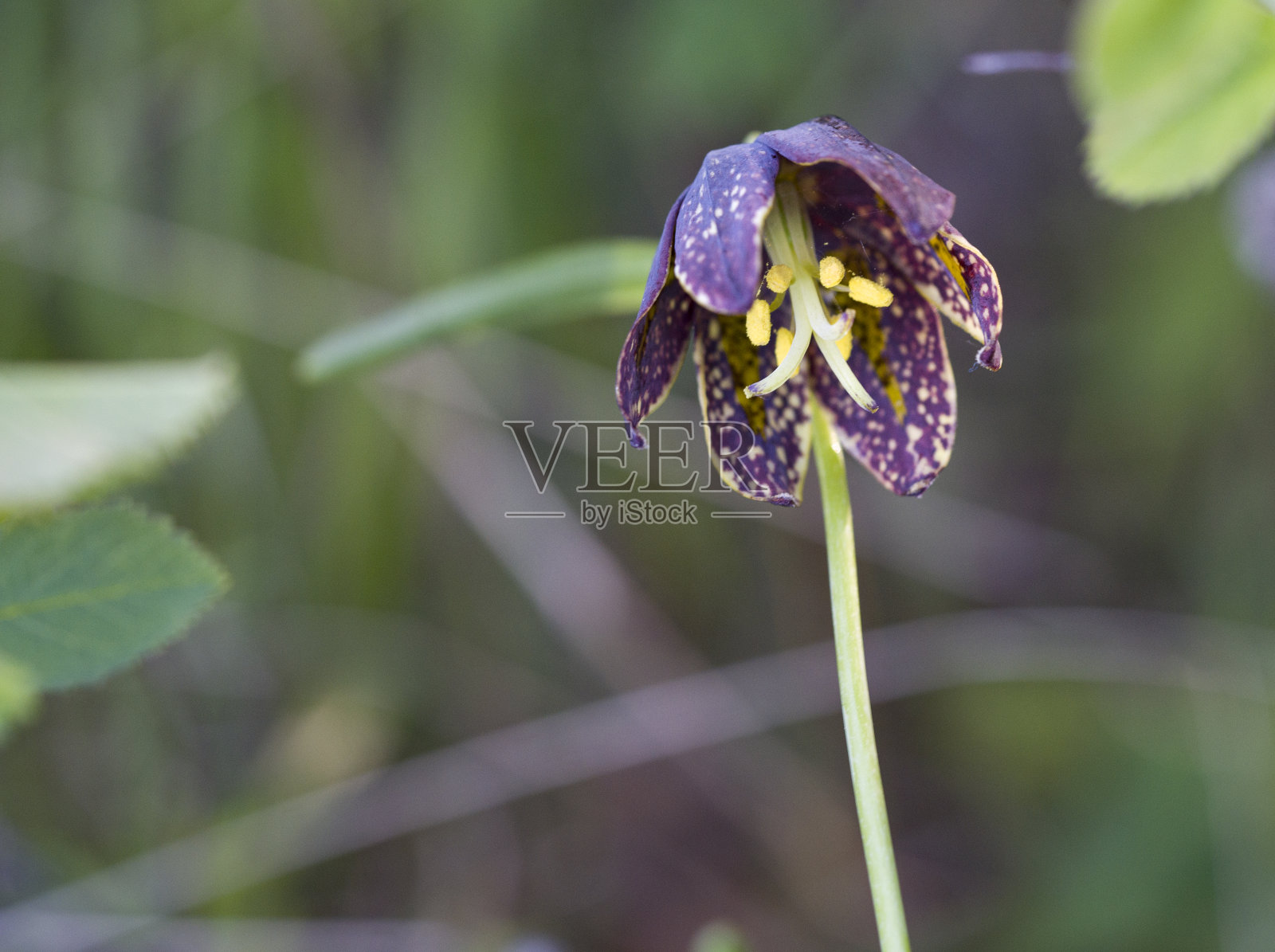 林地布朗铃铛照片摄影图片
