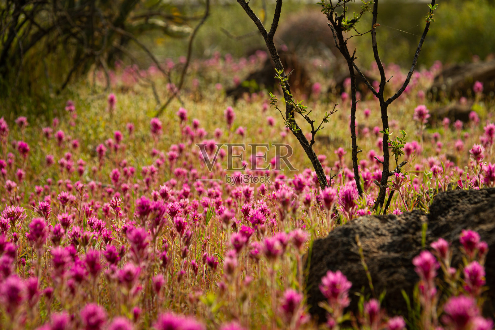这是索诺兰沙漠中紫色猫头鹰的三叶草、一棵小树和一块深度非常有限的岩石的特写照片摄影图片