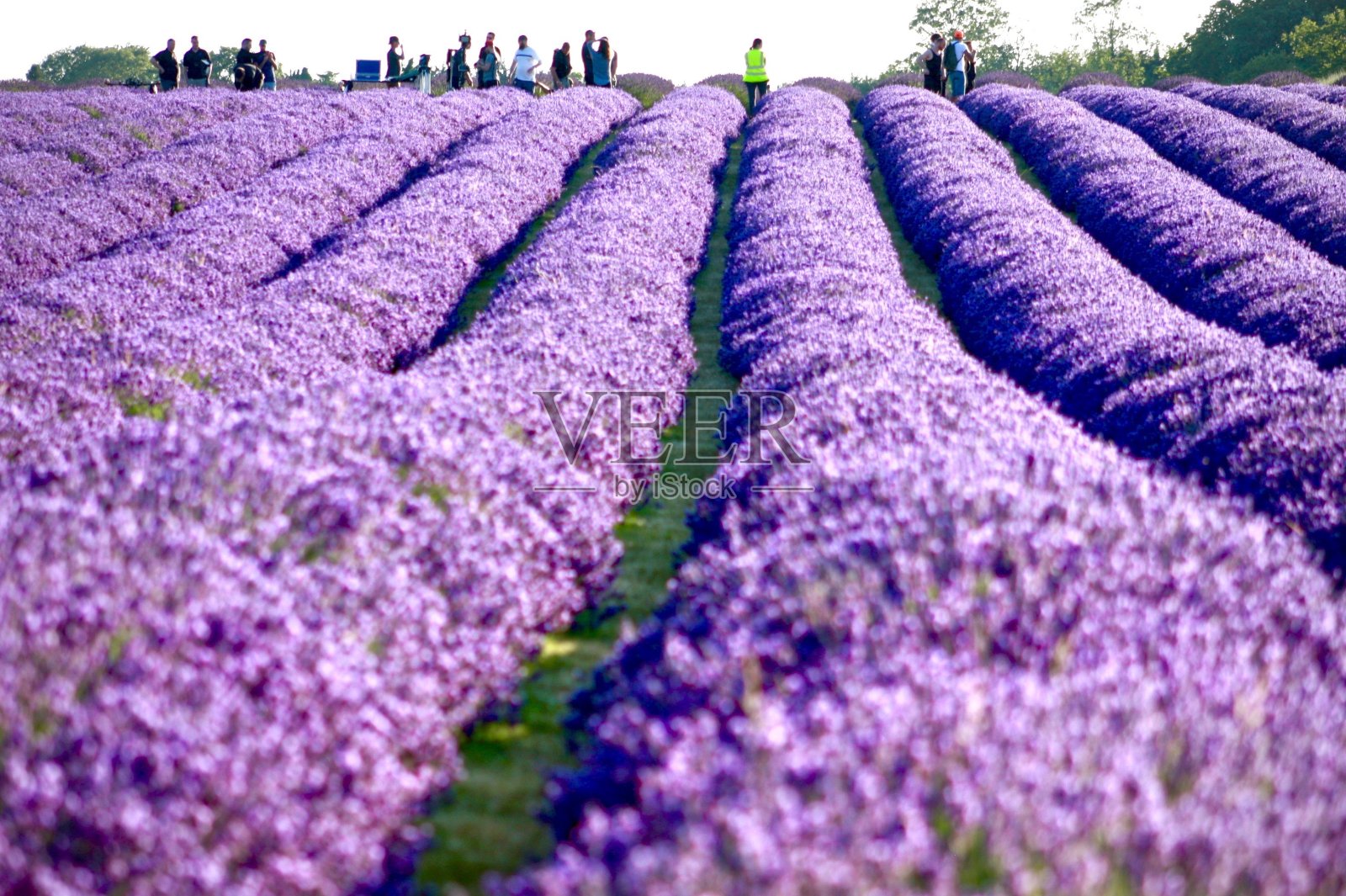 薰衣草花田照片摄影图片