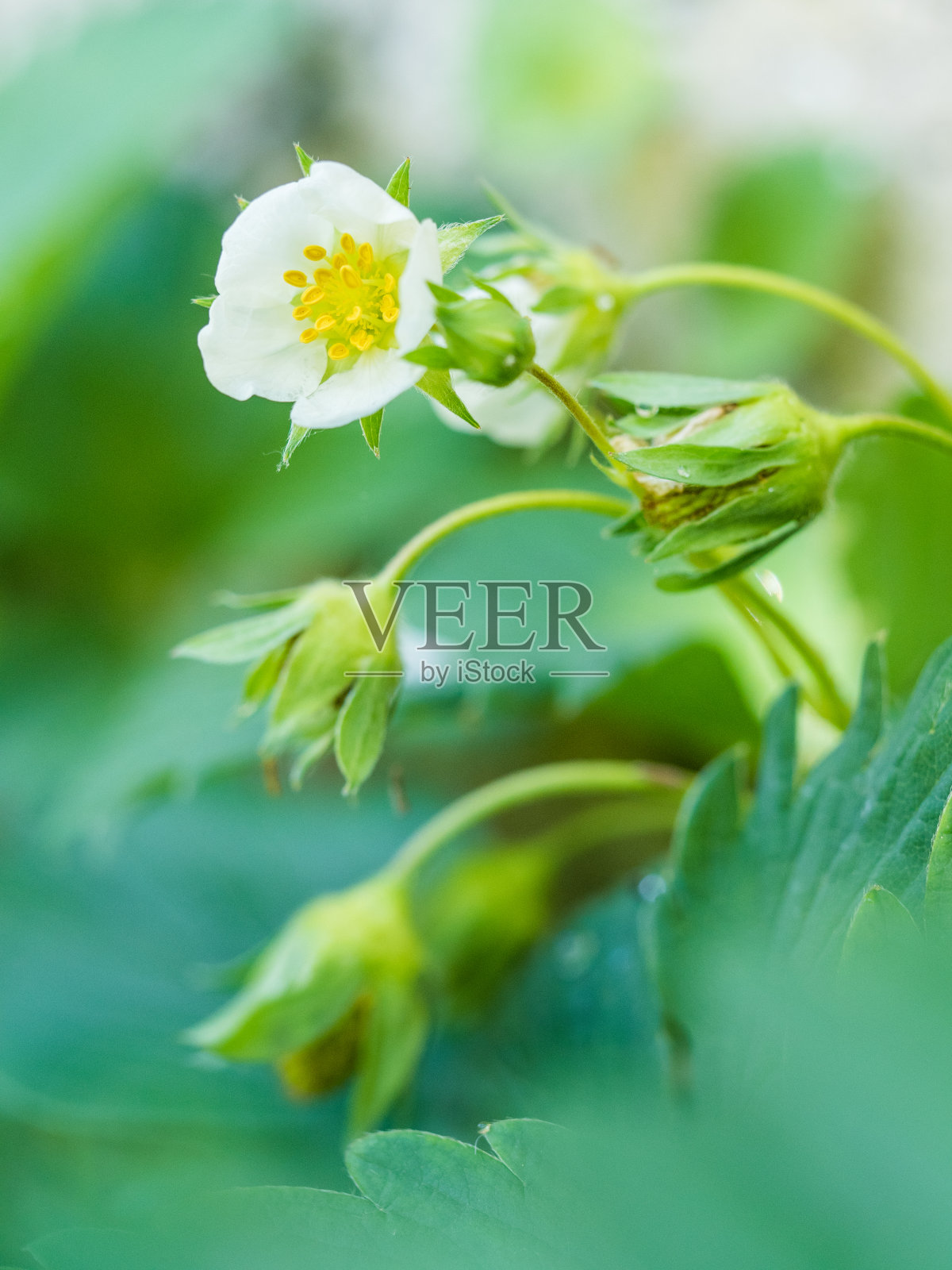 草莓花……照片摄影图片