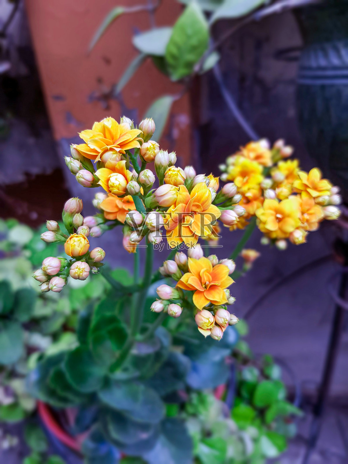 黄色的花和许多芽在特写和模糊的背景。照片摄影图片