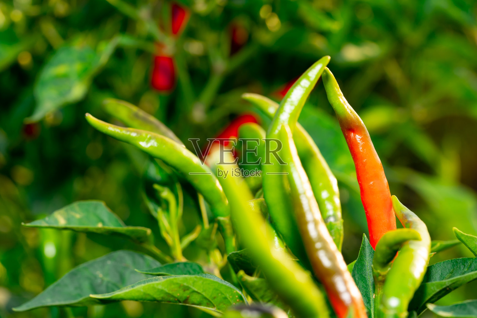 在花园里的树上有辣椒果实照片摄影图片