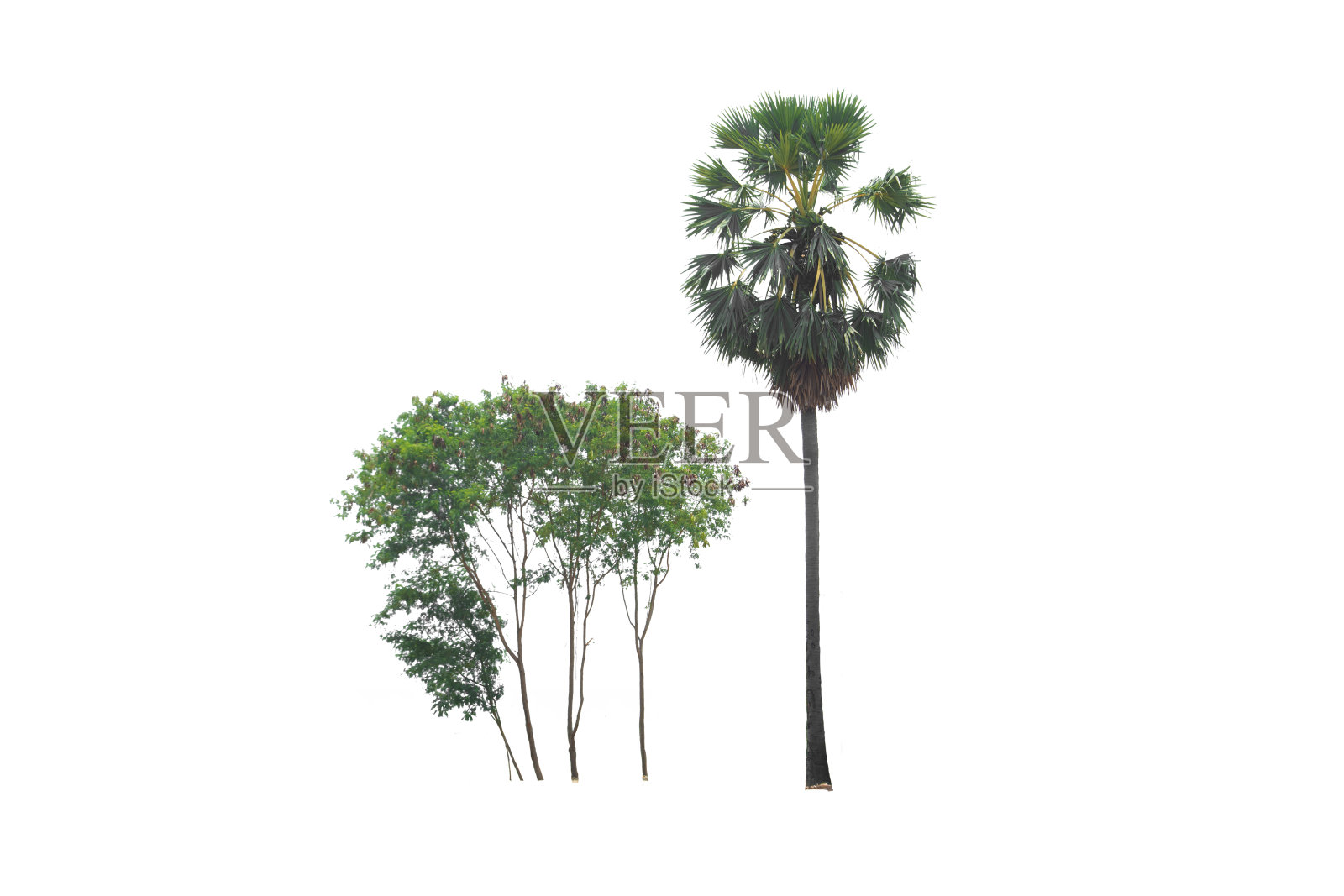 糖棕榈或棕榈和树在孤立,一常绿叶植物di切割在白色的背景与修剪路径。照片摄影图片