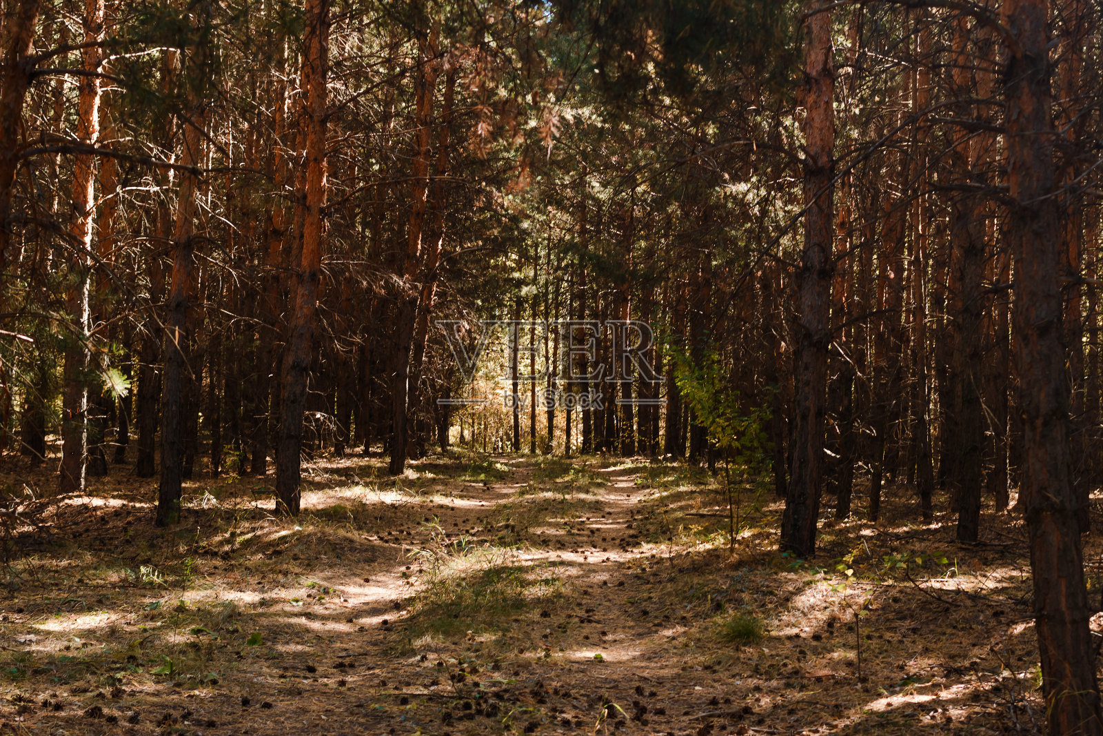 松树之间的森林小径照片摄影图片