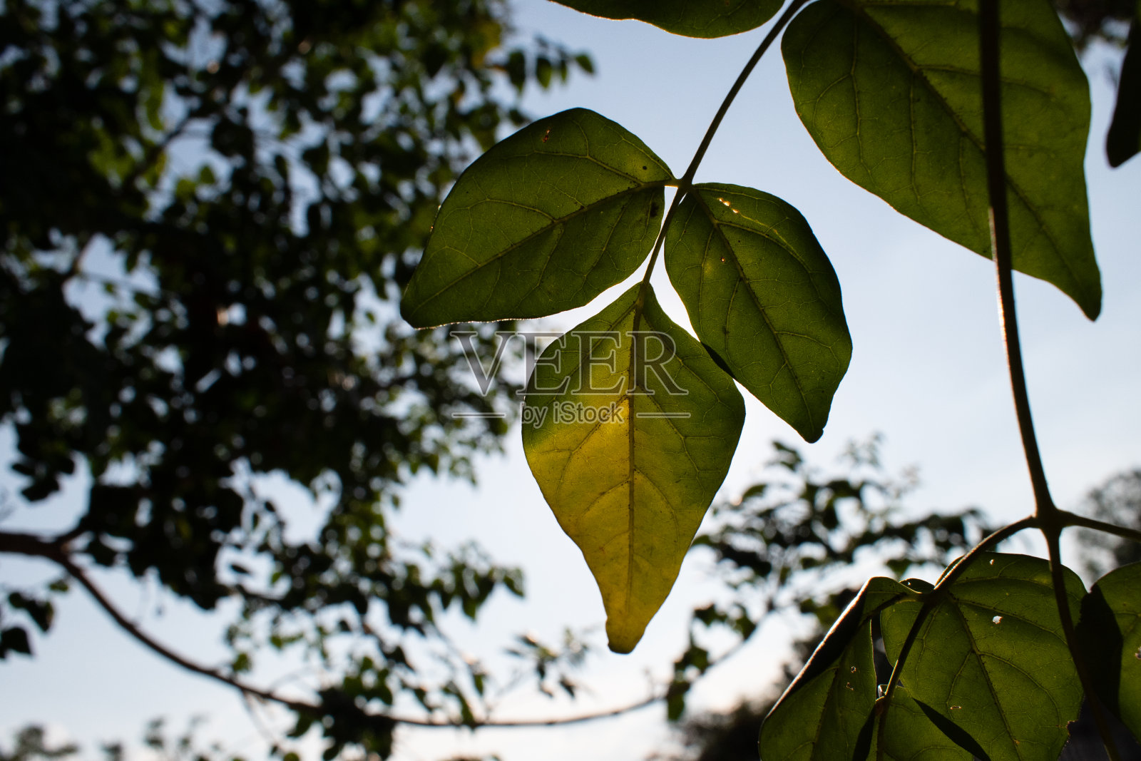 绿叶在阳光下,天空为背景照片摄影图片