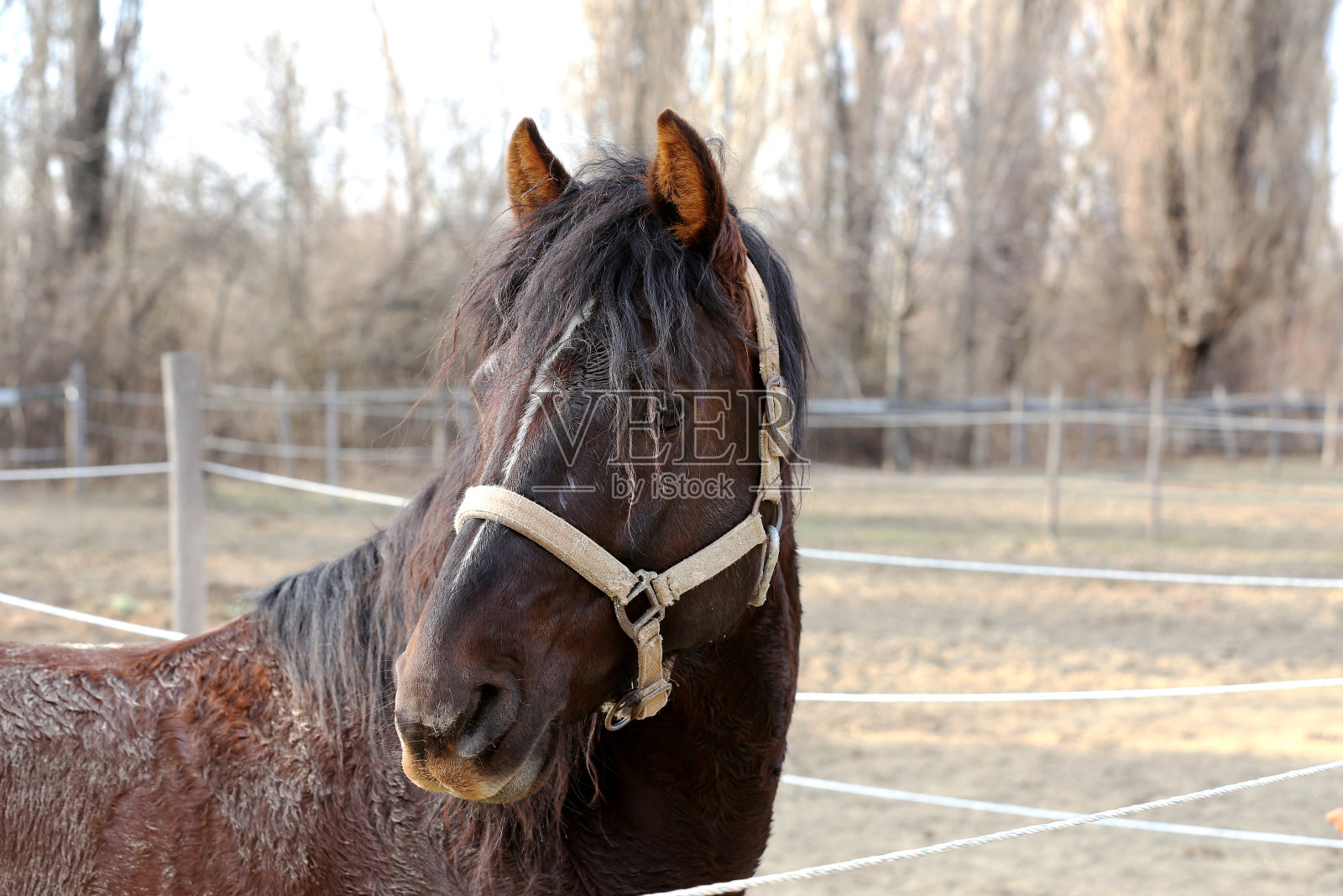 马头肖像近距离在围场冬天照片摄影图片