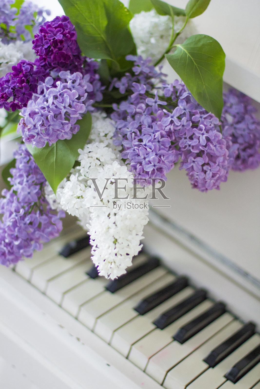 丁香钢琴特写。白色的钢琴。紫丁香的花束,在紫丁香上有几种颜色。淡紫色的花。照片摄影图片