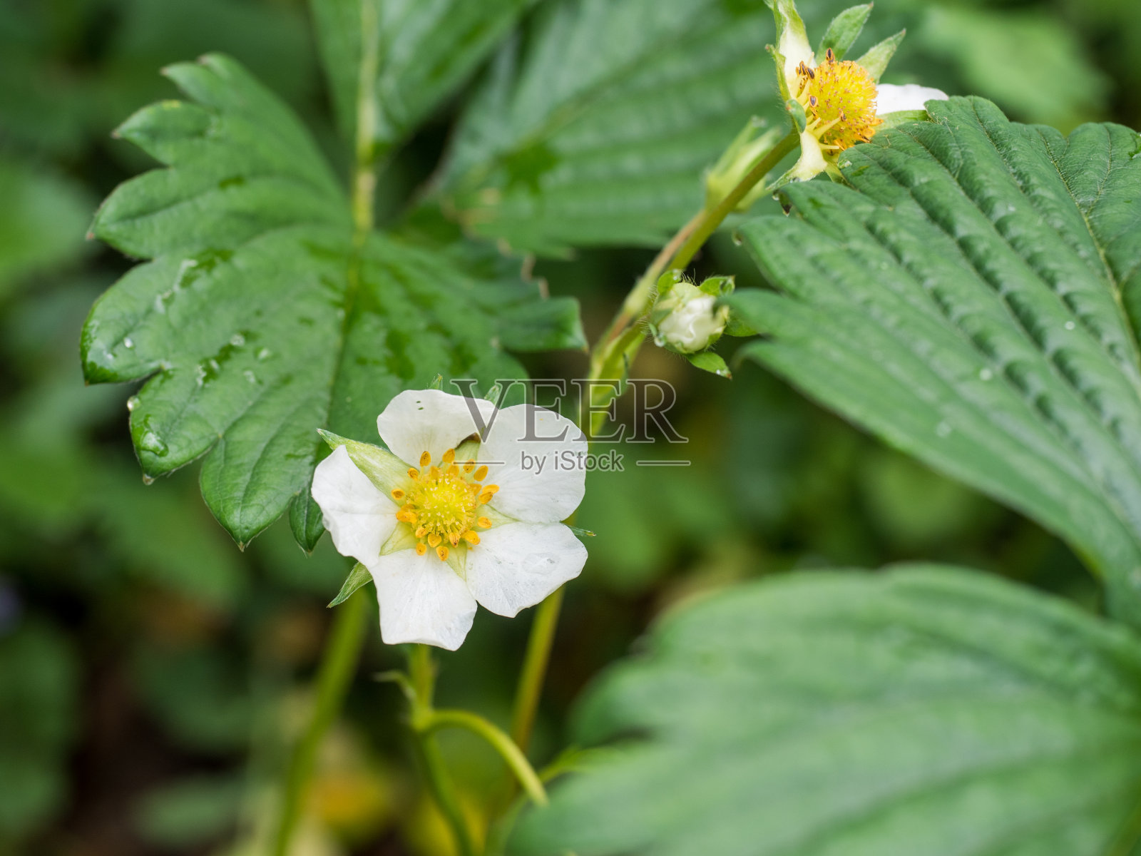 草莓花照片摄影图片