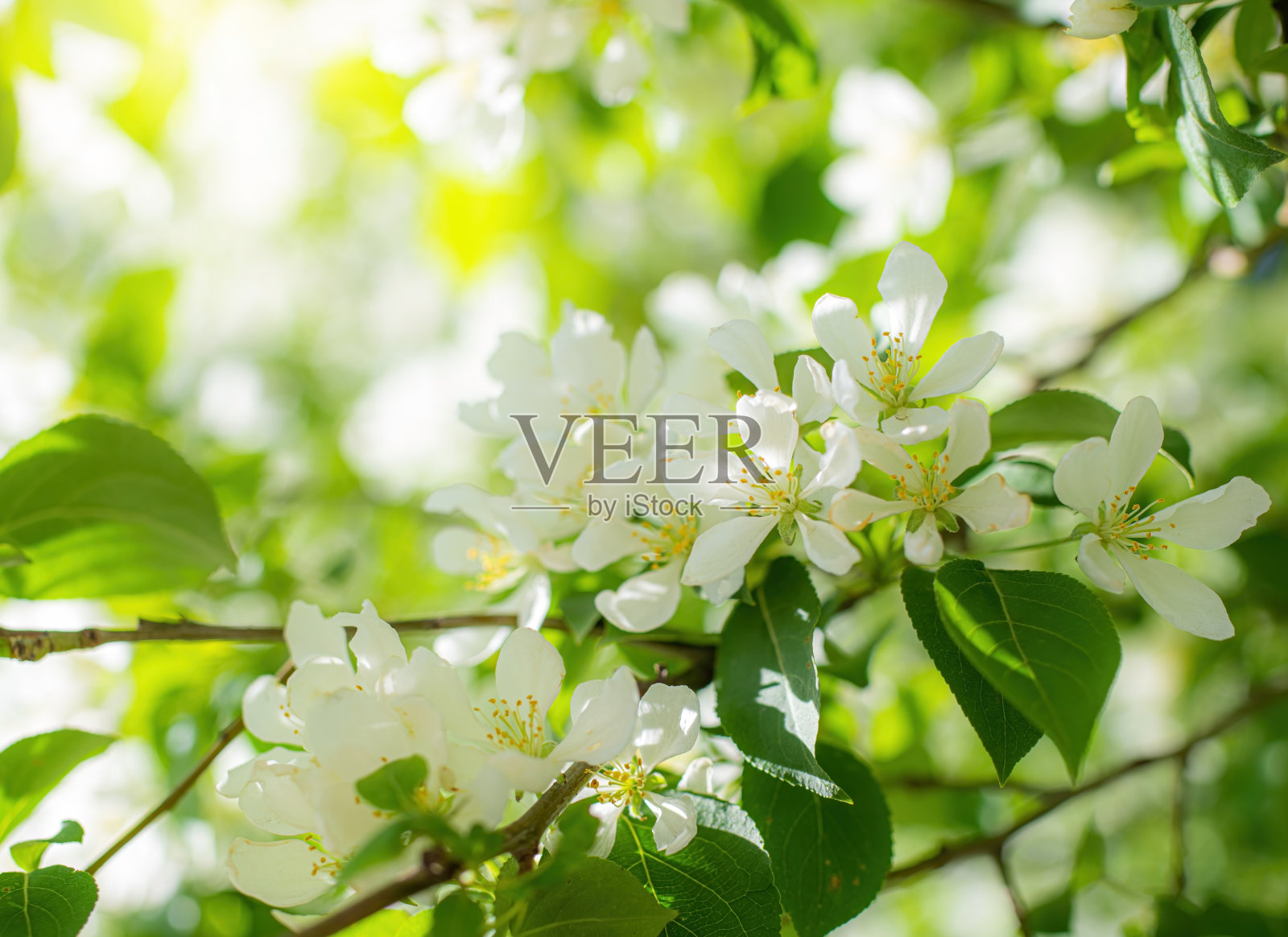 一棵开花的苹果树的树枝照片摄影图片