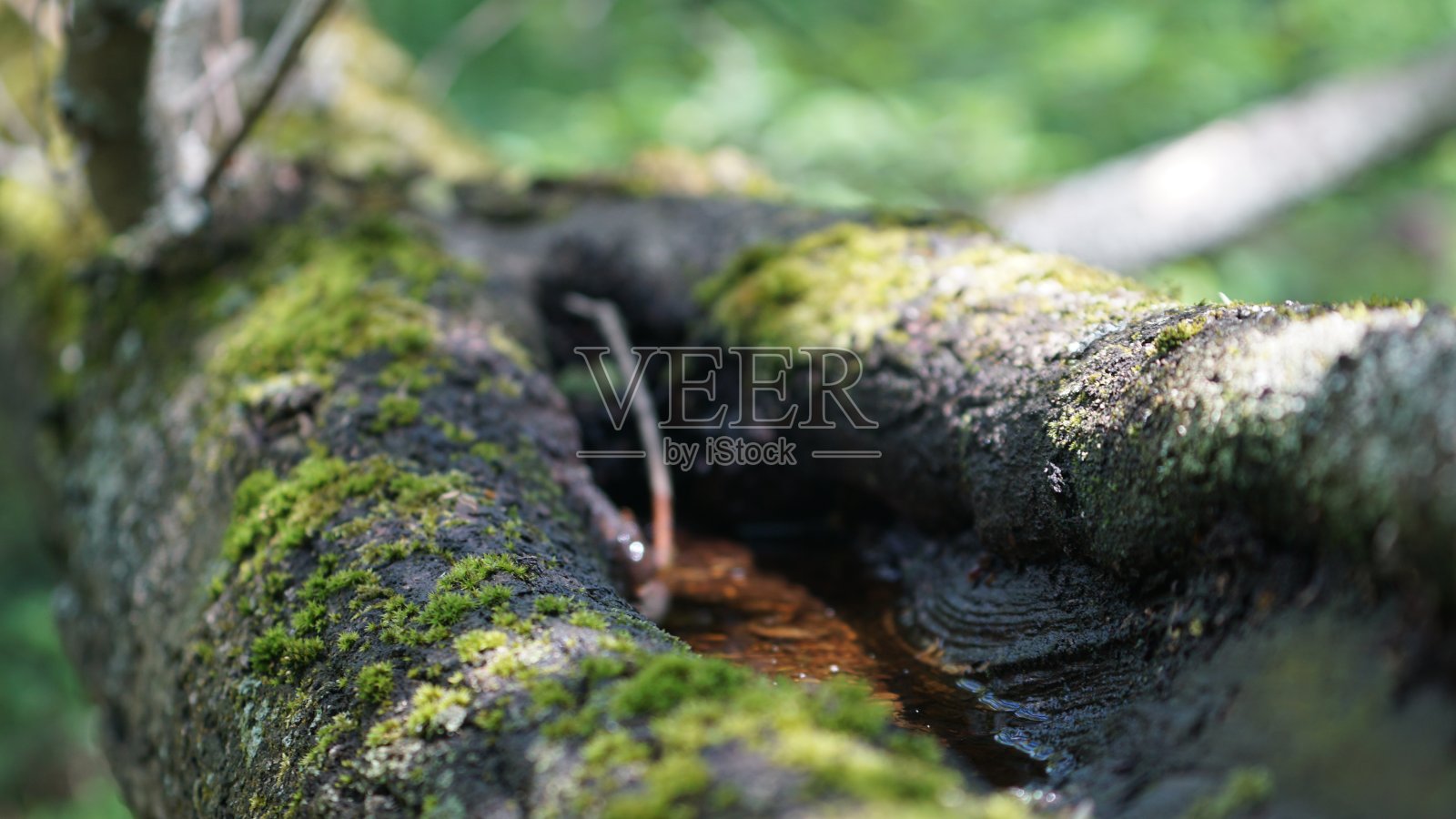 39、水坑里有树断层,野外森林里有春天照片摄影图片