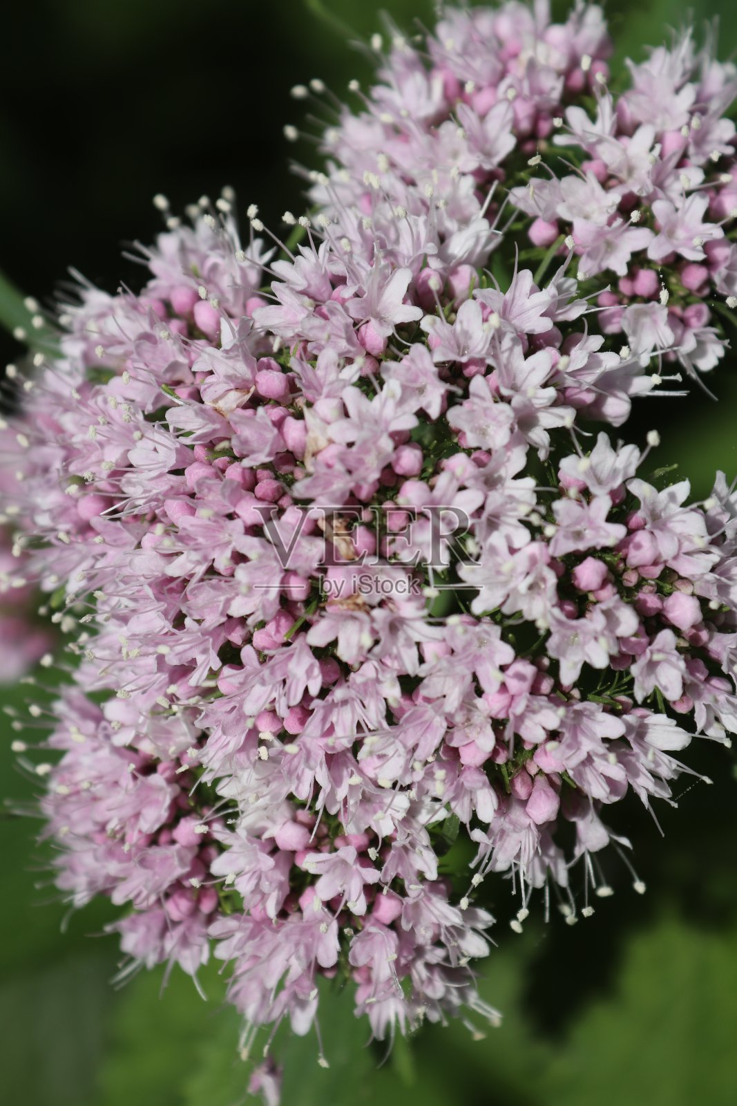 晚春的动植物照片摄影图片