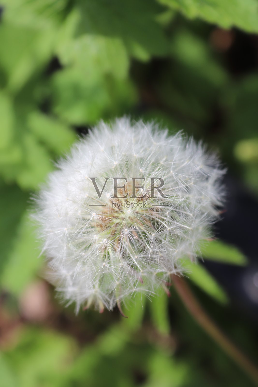 晚春的动植物照片摄影图片