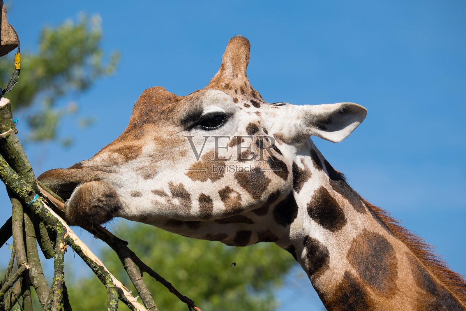 长颈鹿喂养蓝天照片摄影图片