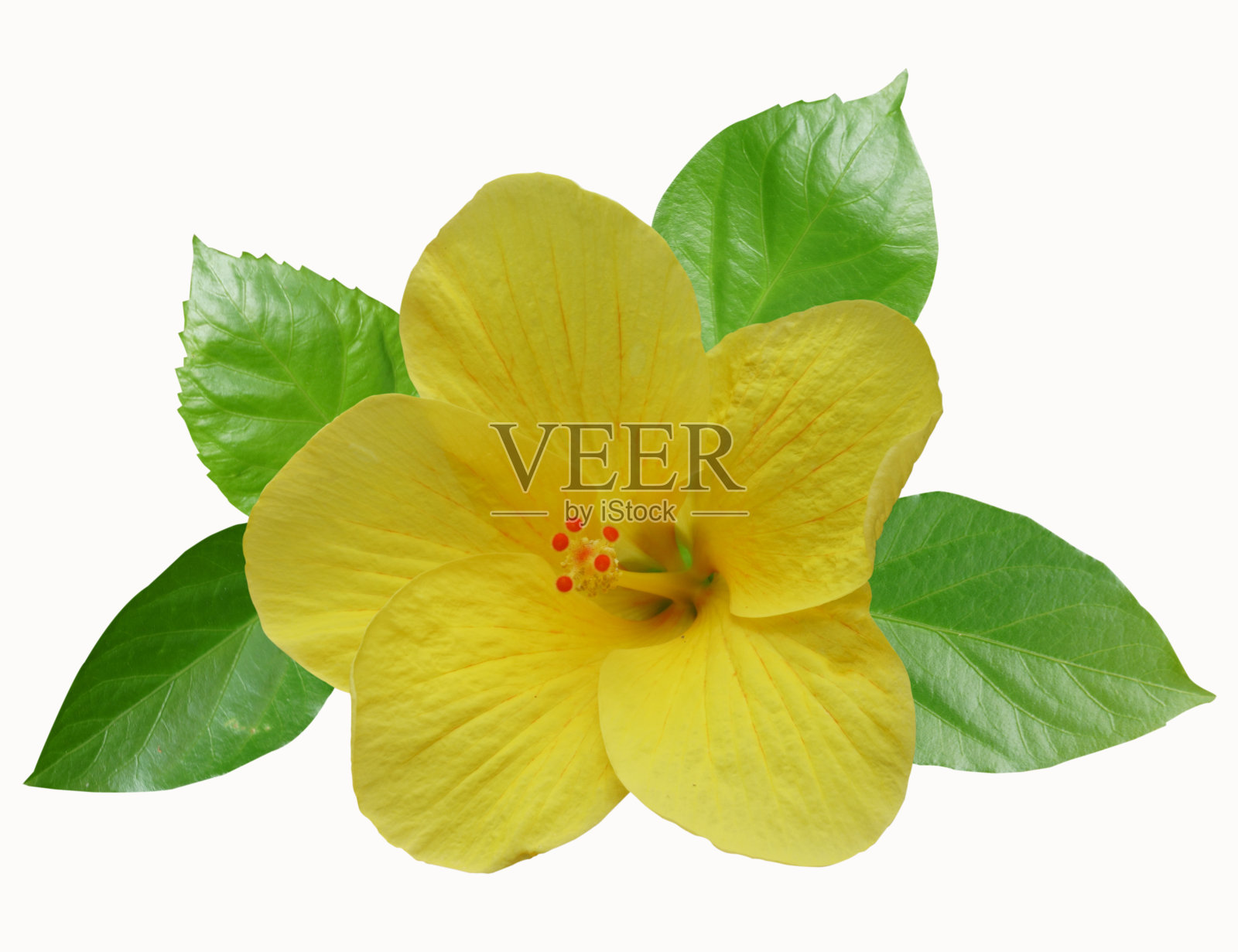 黄芙蓉照片摄影图片