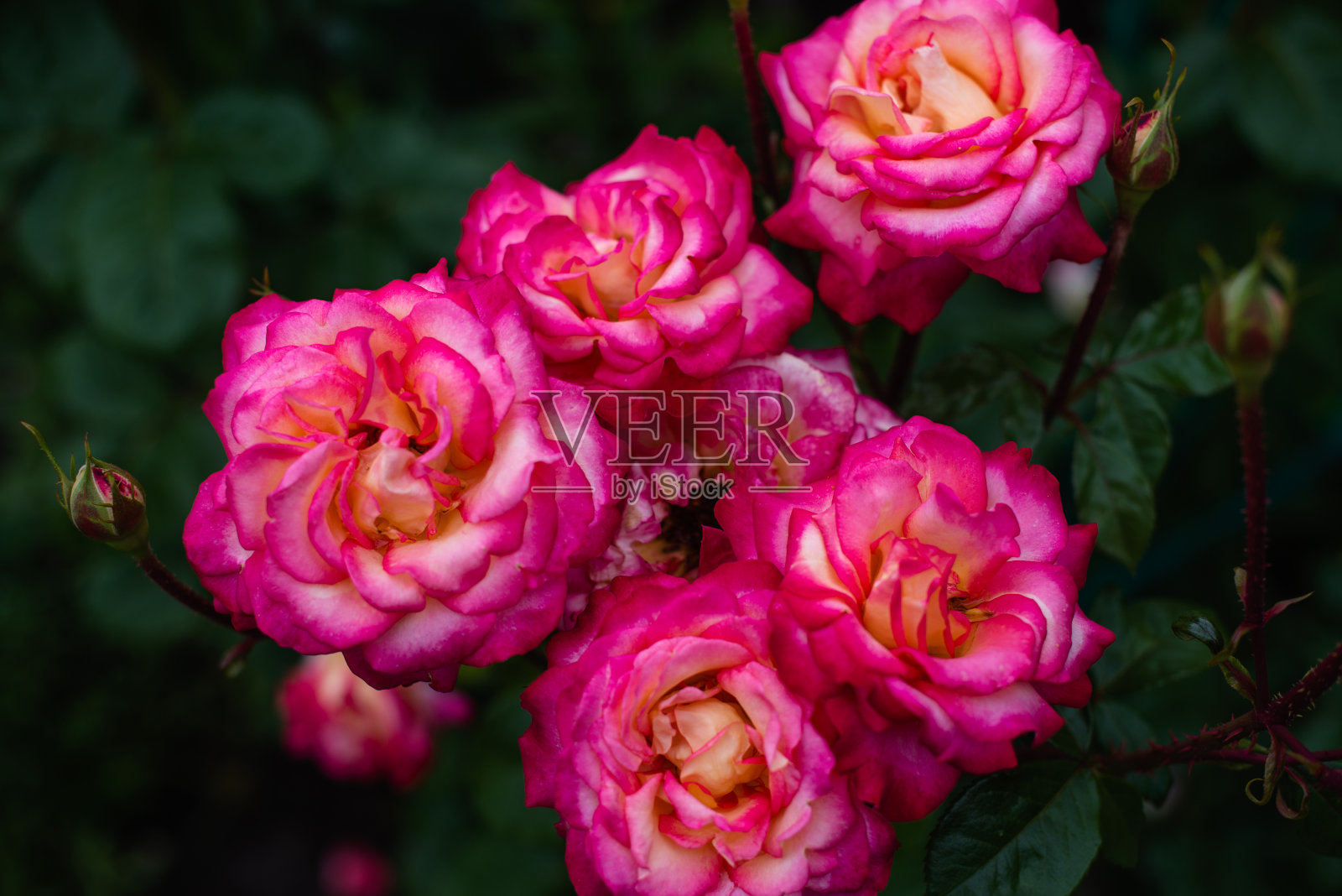 玫瑰戏剧性的塑身。玫瑰花丛的背景照片摄影图片