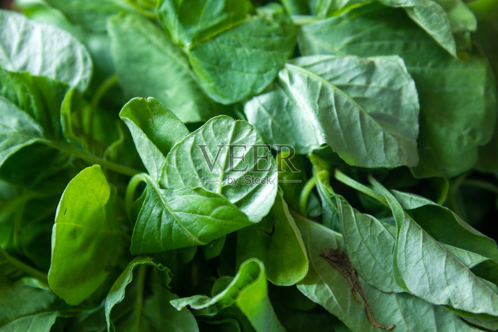 中国菠菜(也被称为苋属)的绿叶。泰米尔语的Arai keerai。照片摄影图片