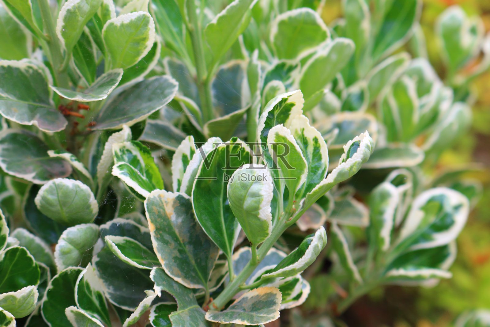 日本卫矛照片摄影图片