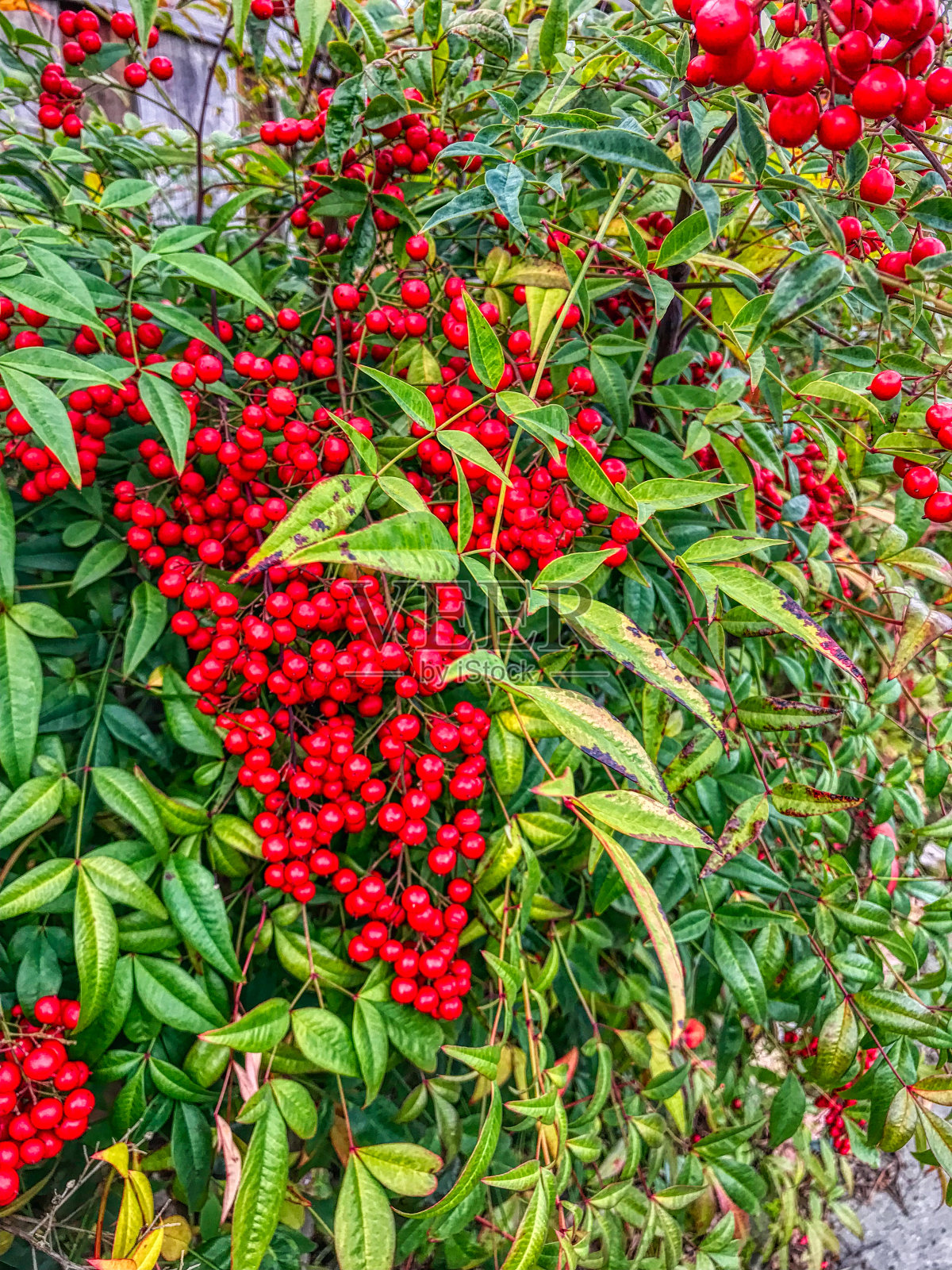 天上的竹子特写照片摄影图片