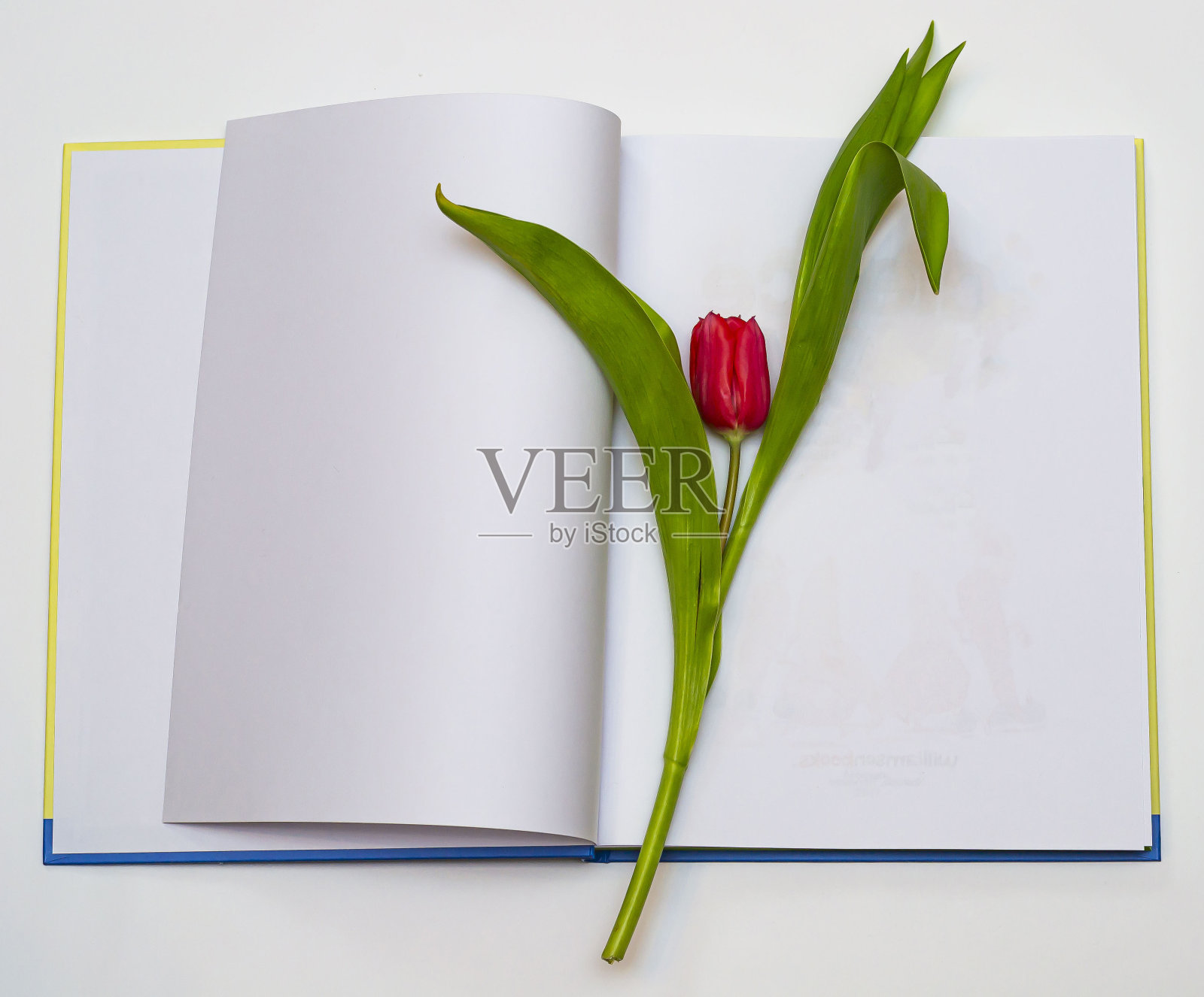 在书页上放上红色郁金香,在书页上放上文字。照片摄影图片